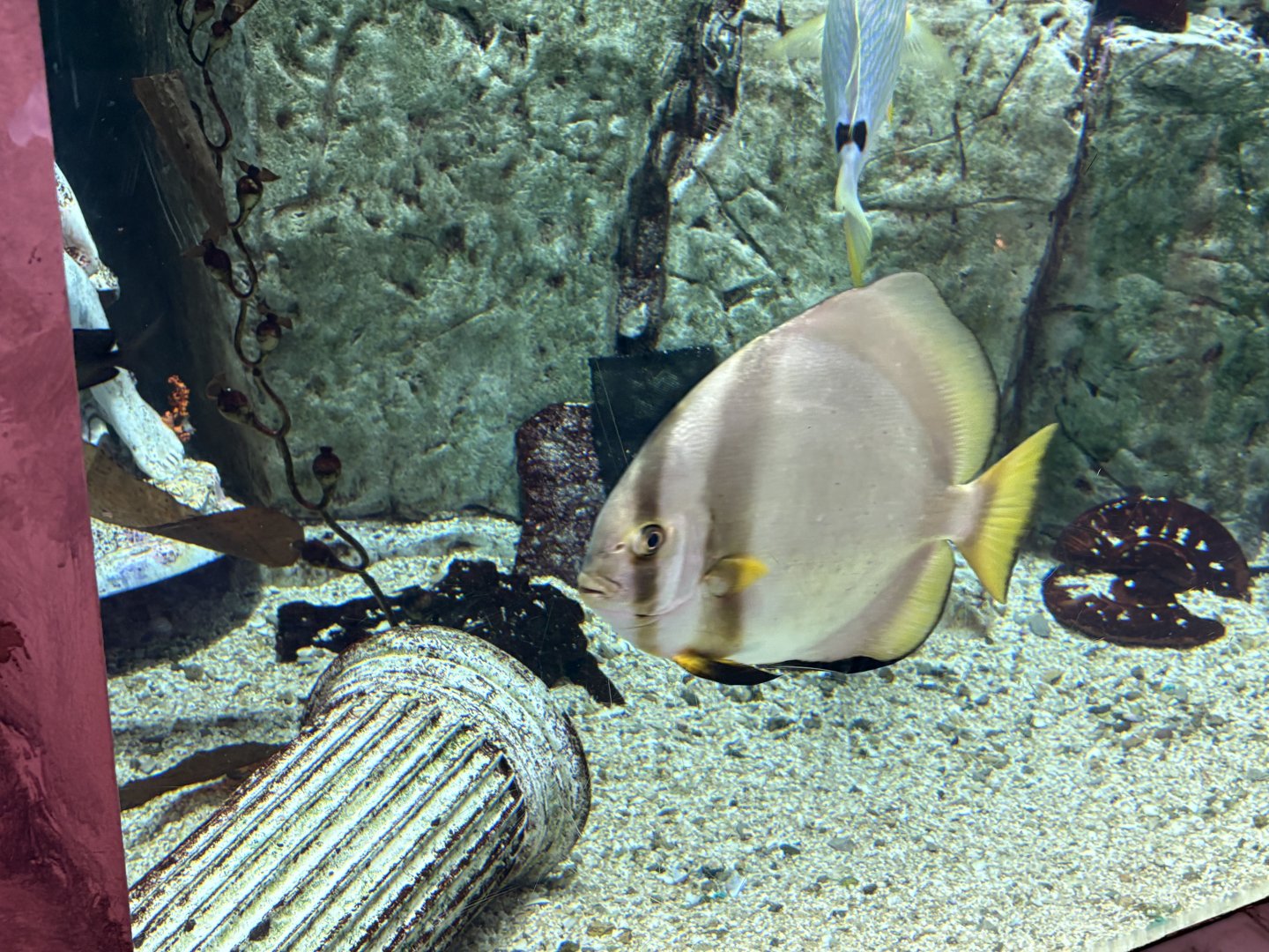 Orbicular Batfish? - Caesar’s Palace Forum Shops Aquarium