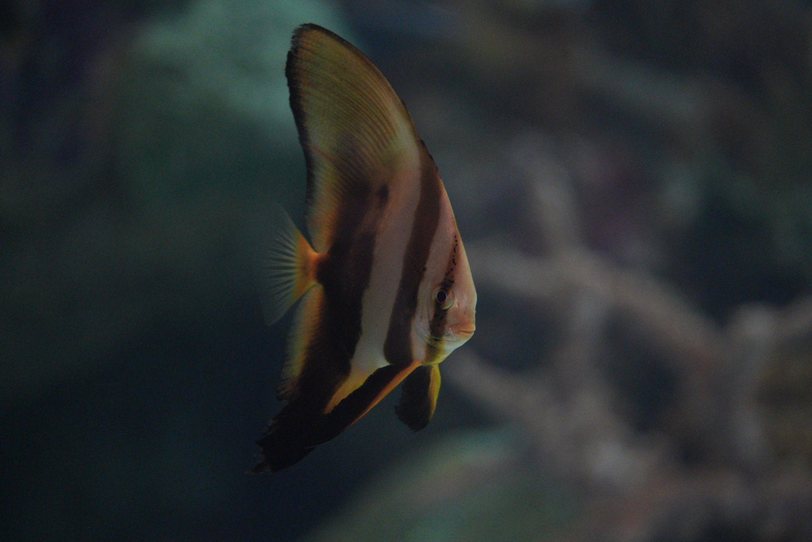 Orbicular Batfish (juvenile)