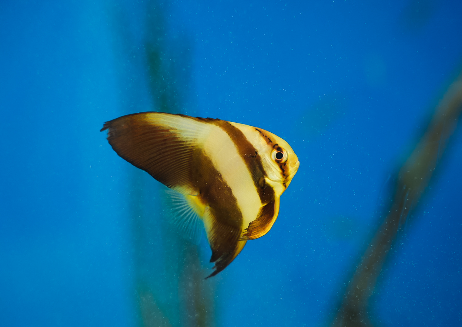 Orbicular Batfish (juvenile)