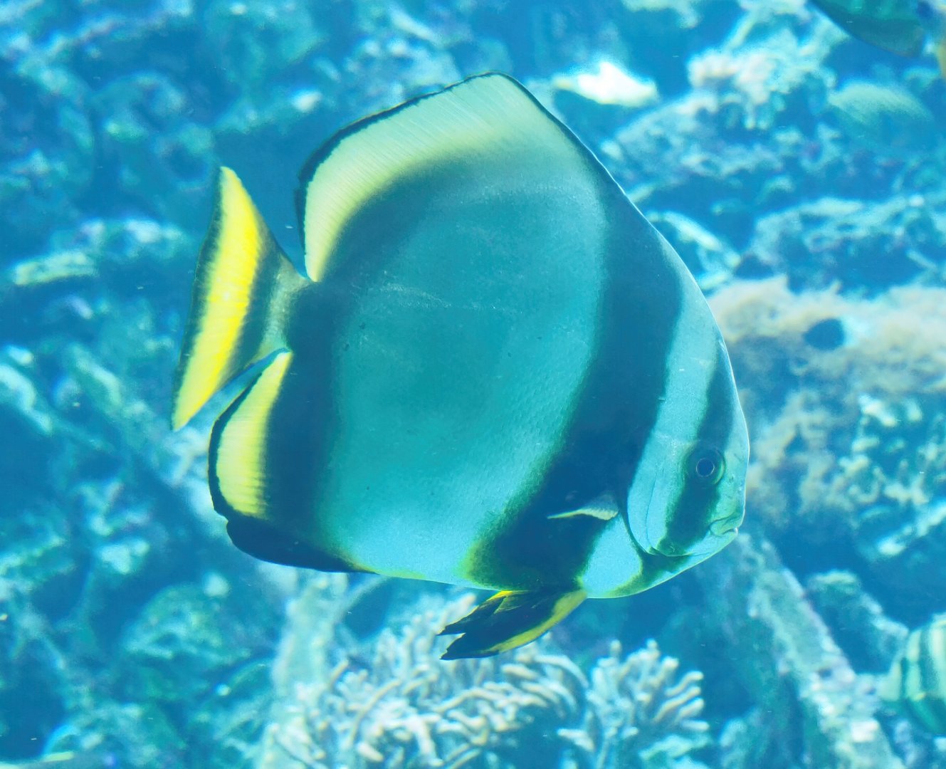 Orbicular batfish (Platax orbicularis), 2023-07-02