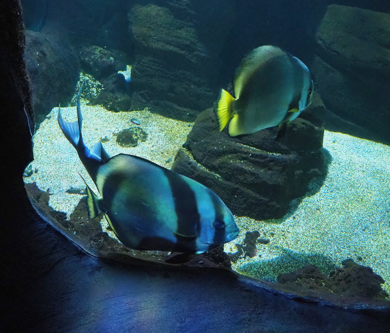 Orbicular batfish (Platax orbicularis), 2023-10-13