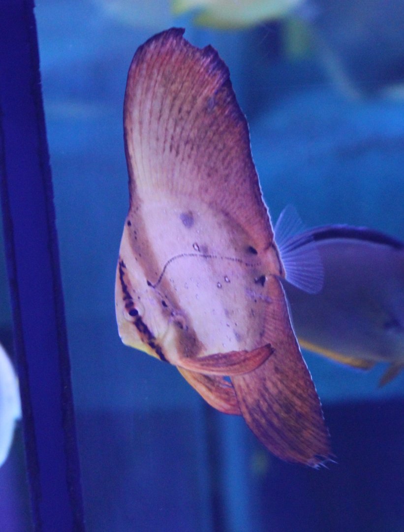 Orbicular batfish - Platax orbicularis