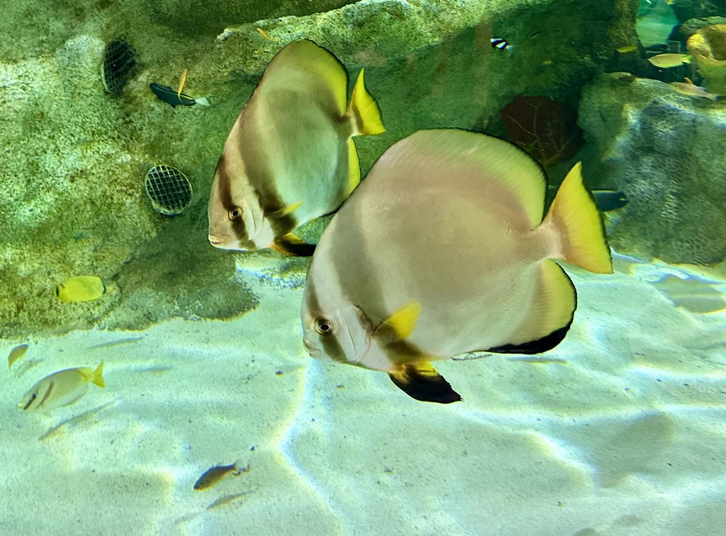 Orbicular batfish (Platax orbicularis)