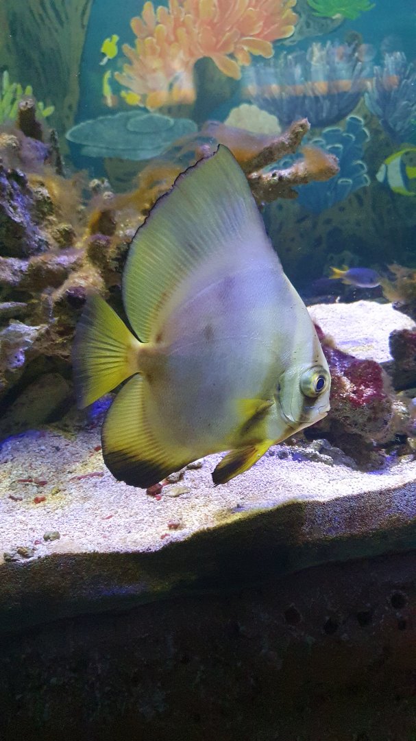 Orbicular Batfish (Platax orbicularis)
