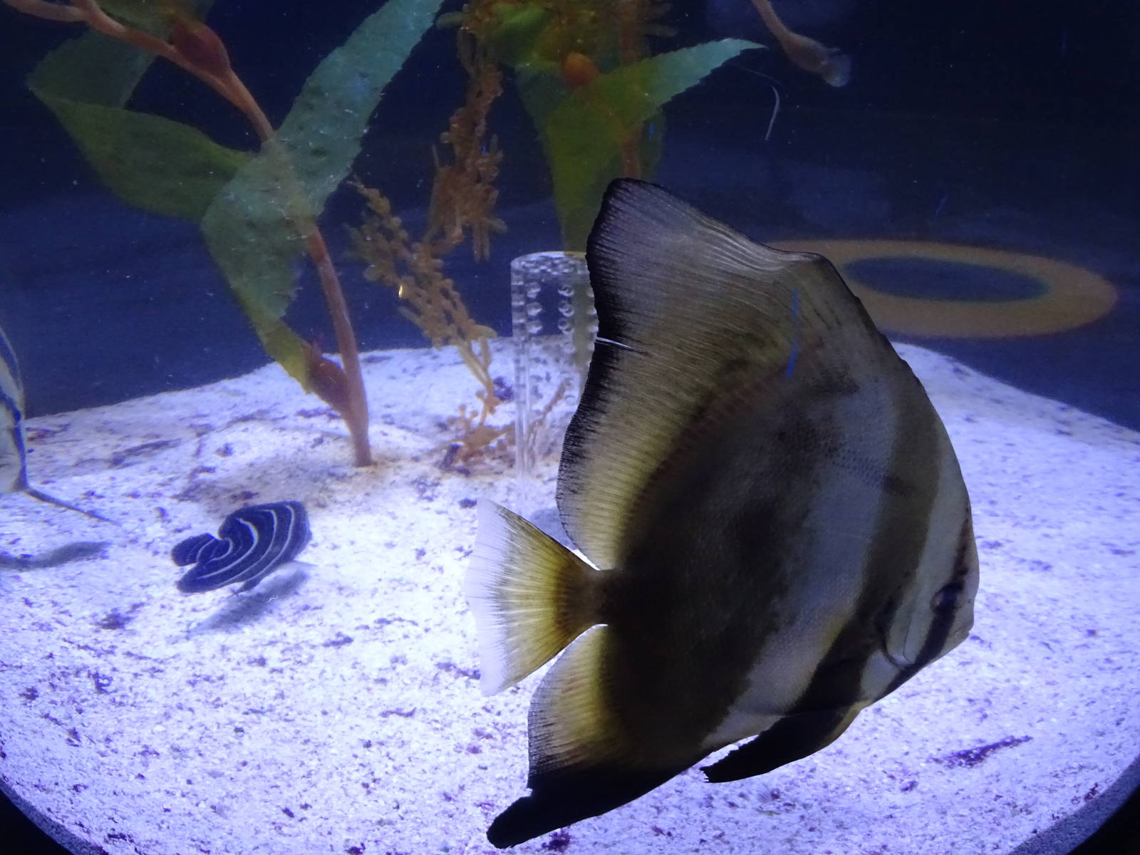 Orbicular Batfish