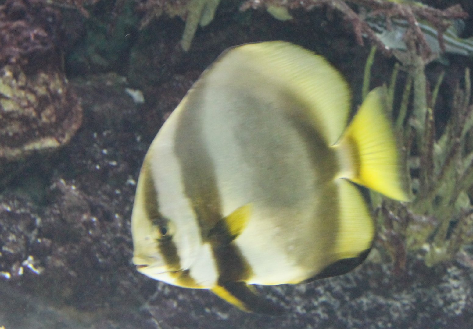 Orbicular batfish