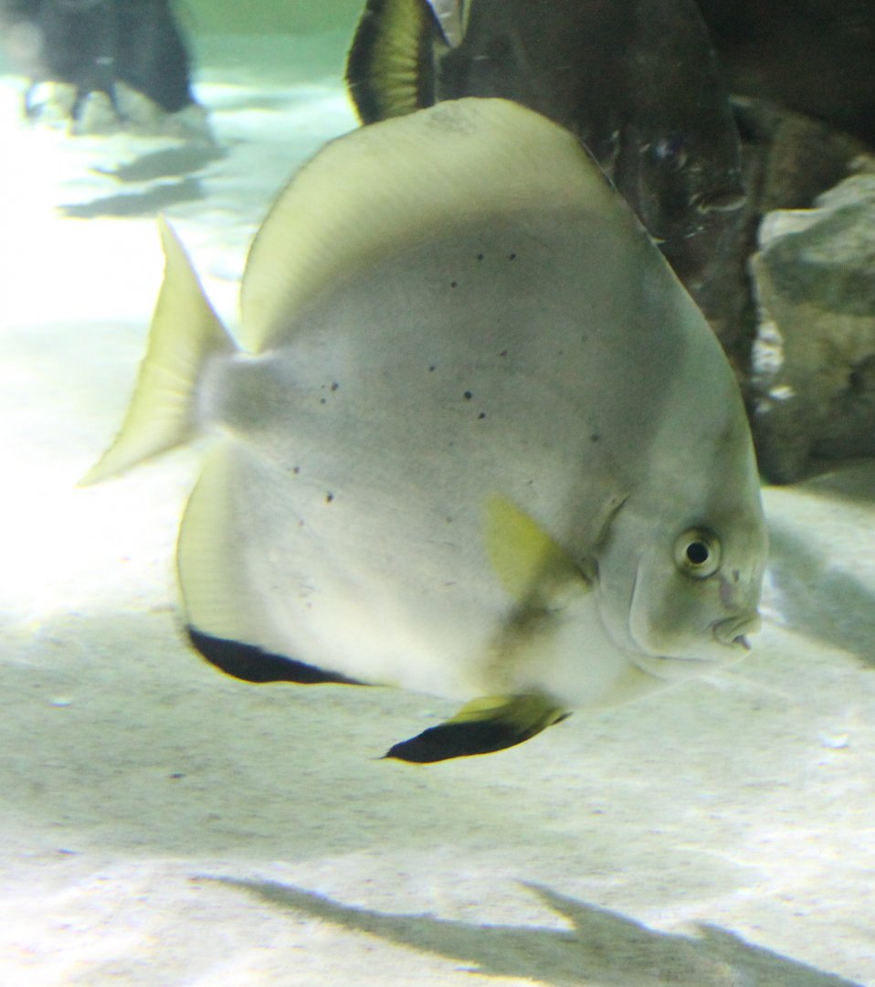 Orbicular batfish