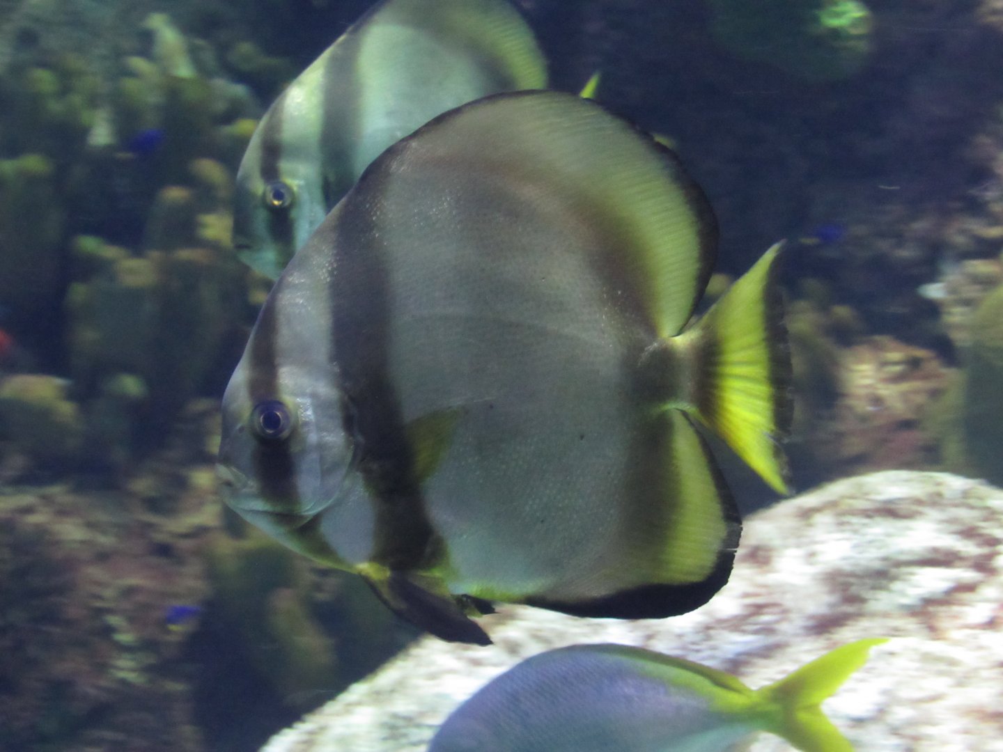 Orbicular Batfish