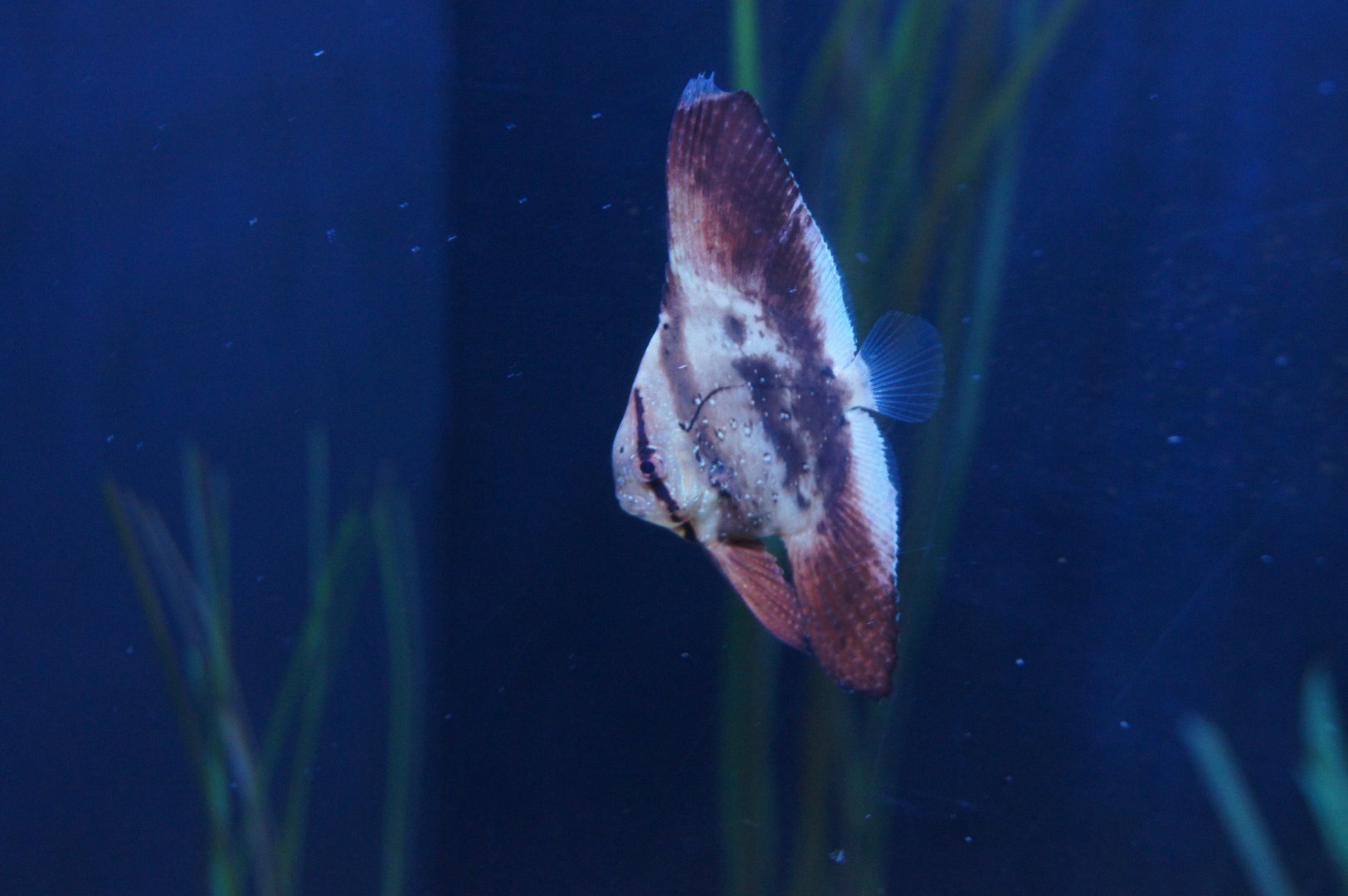 Orbicular Batfish