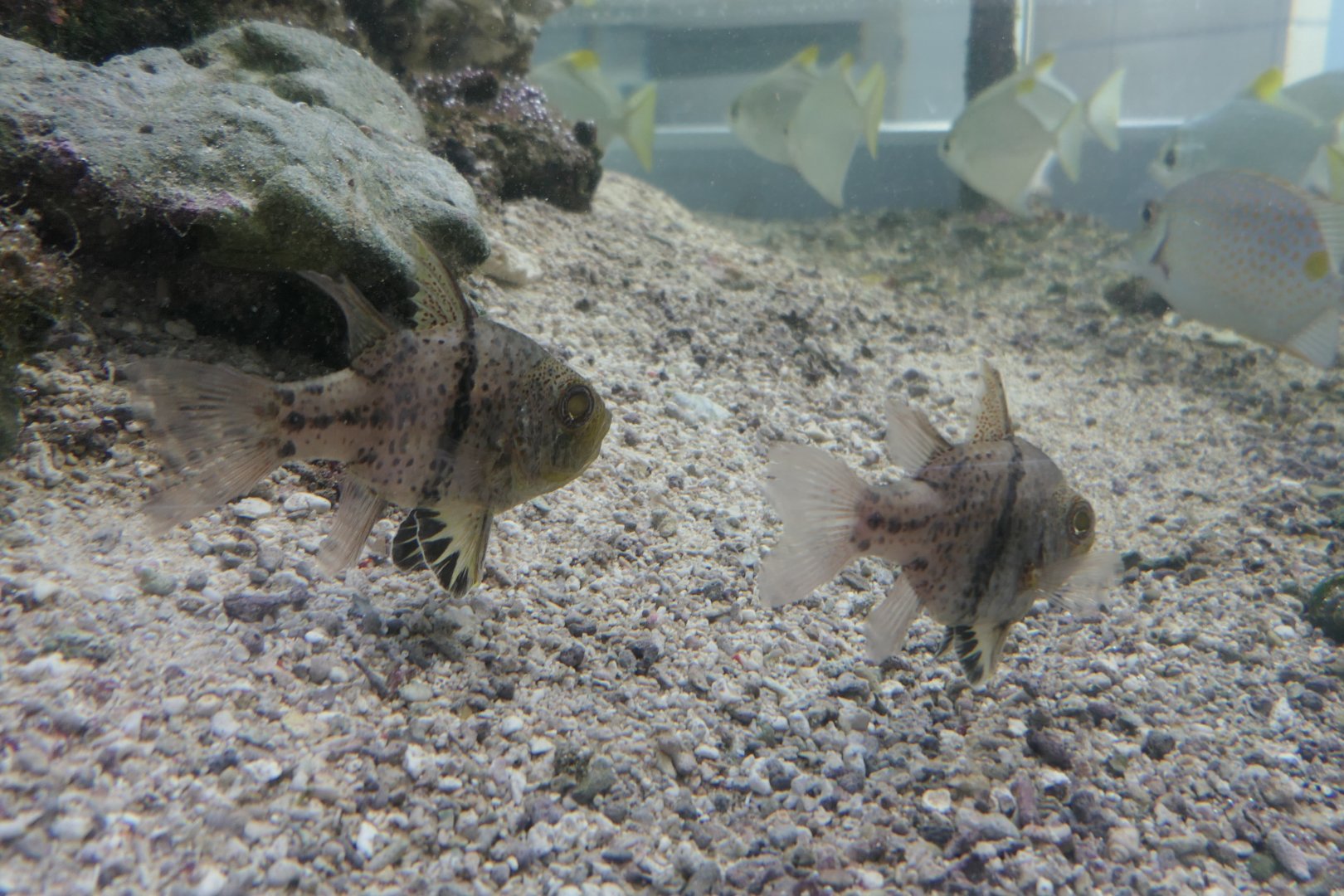 Orbicular Cardinalfish (Sphaeramia orbicularis)