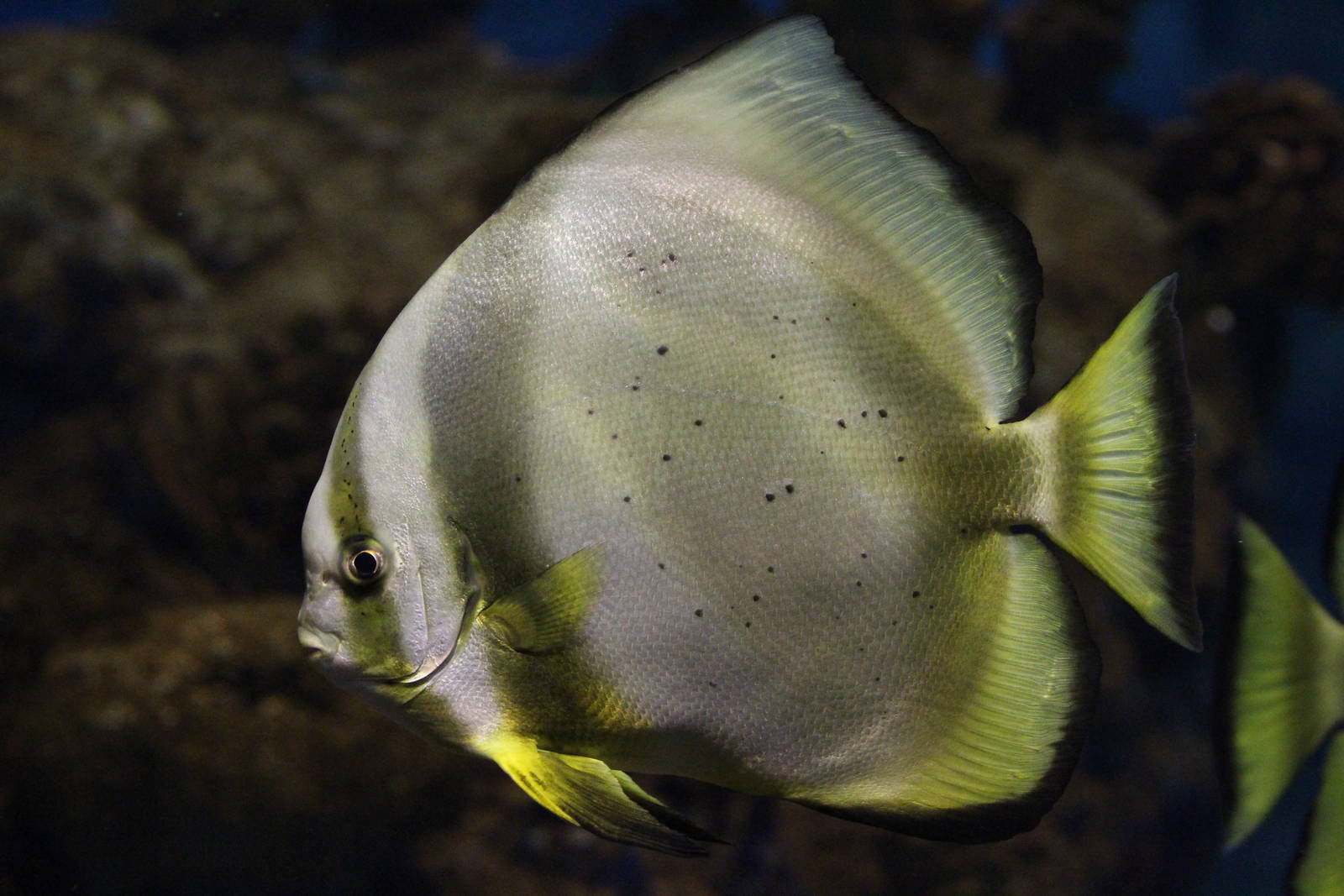 Orbiculate Batfish, Platax orbicularis