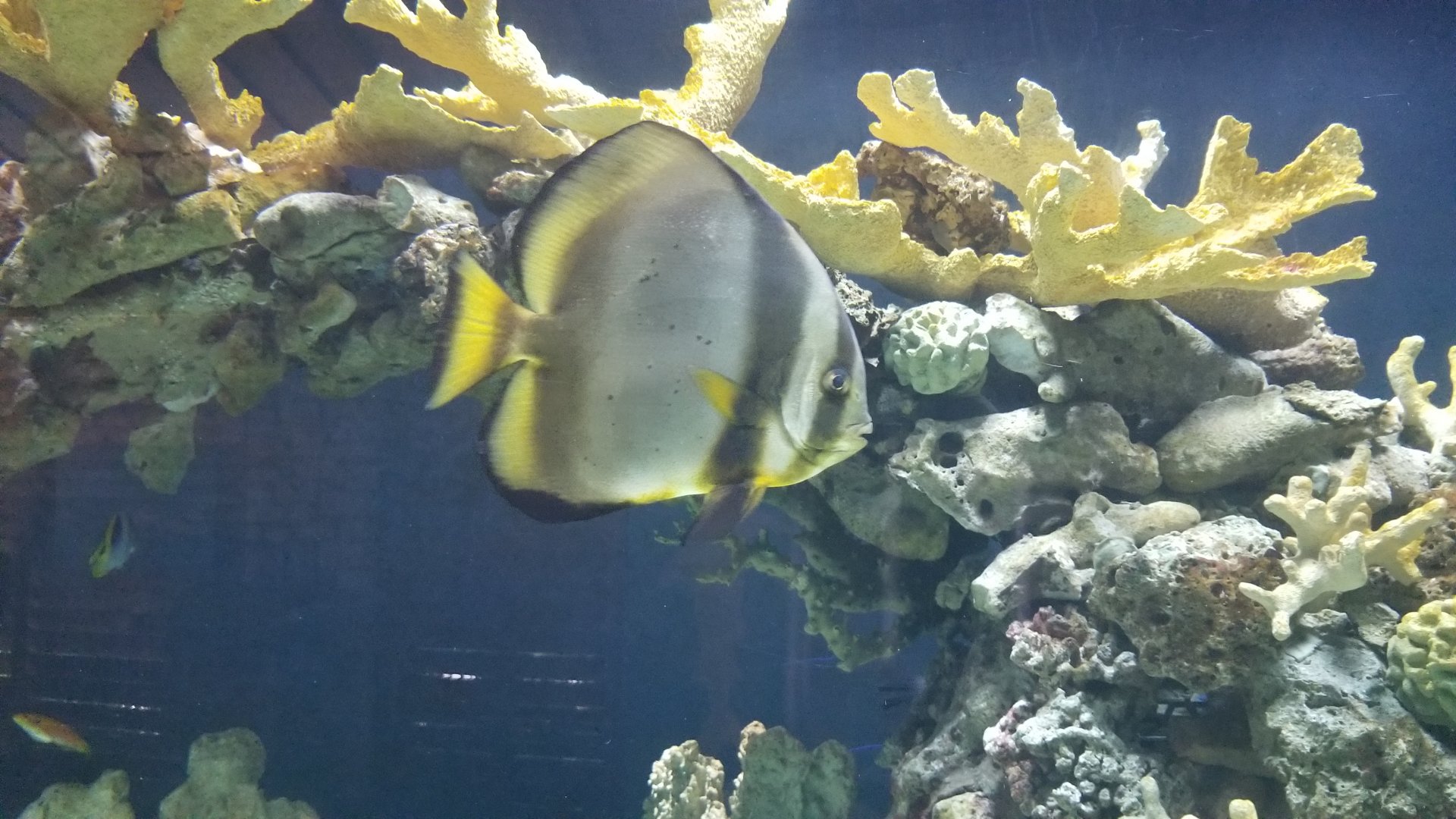 Orbiculate batfish