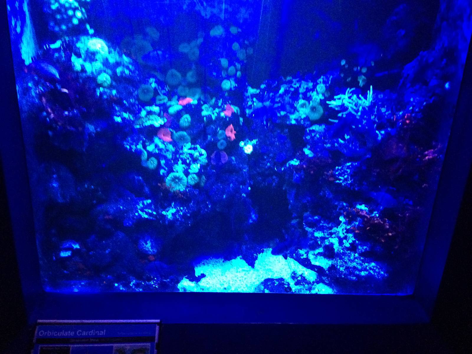 Orbiculate Cardinal Tank at Blue Planet Aquarium - 05/10/2013