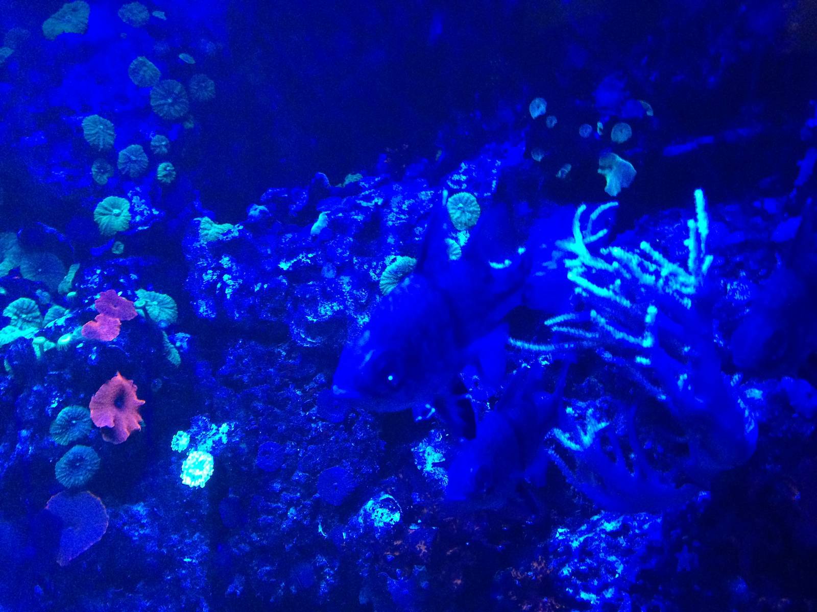 Orbiculate Cardinal Tank at Blue Planet Aquarium - 05/10/2013