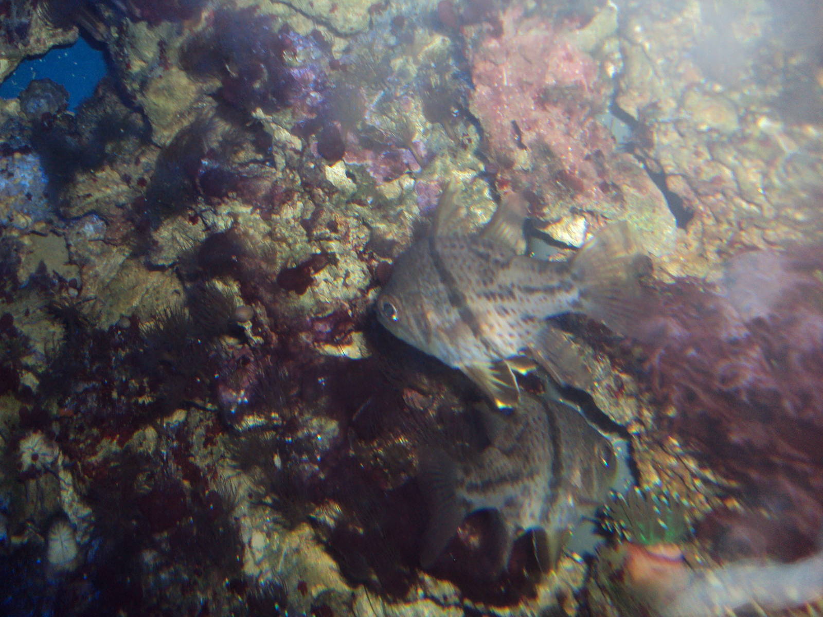 Orbiculate Cardinalfish (Sphaeramia orbicularis)