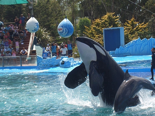 Orca at Mundo Marino