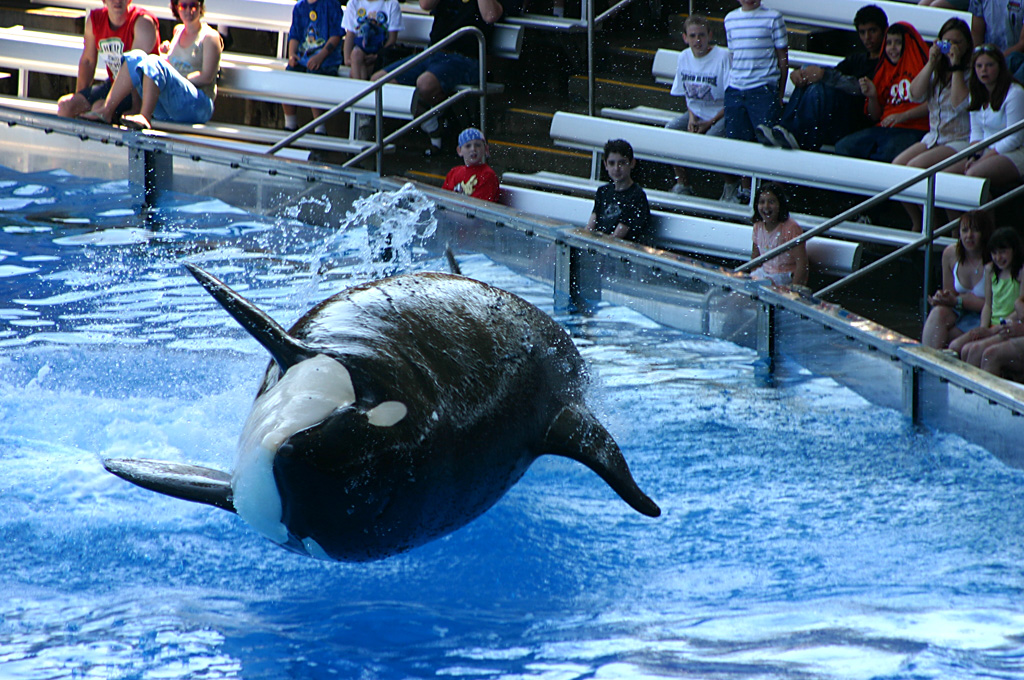 Orca at SeaWorld Orlando 20/03/05