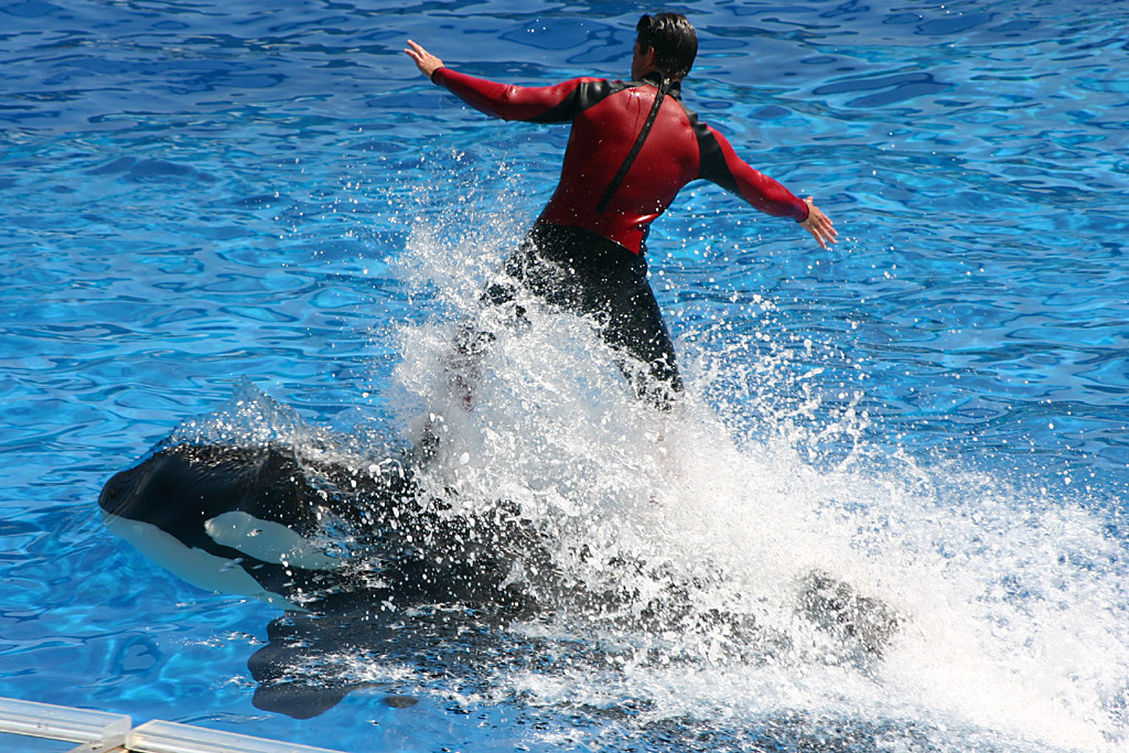 Orca at SeaWorld Orlando 20/03/05