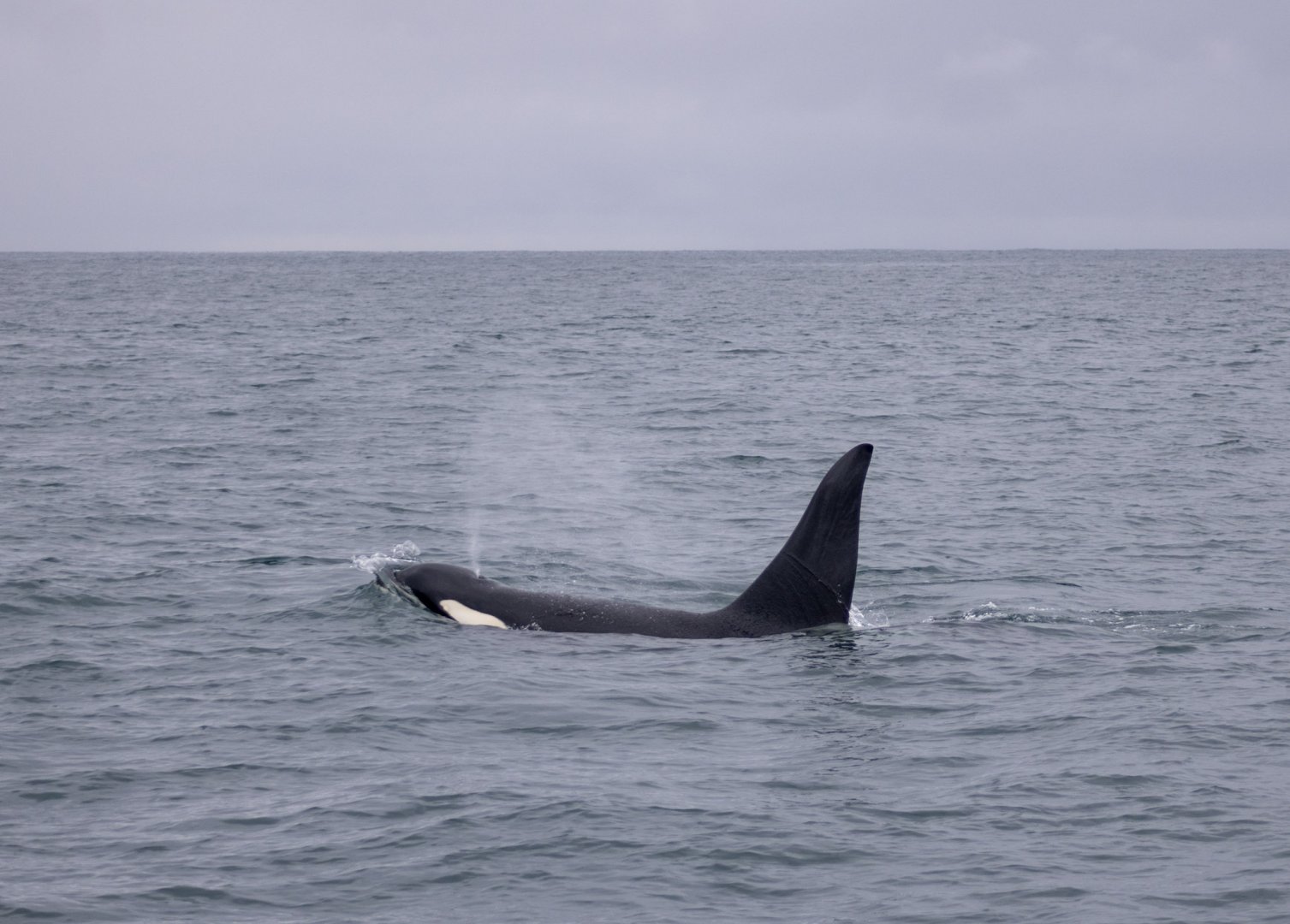 Orca bull - Alaska