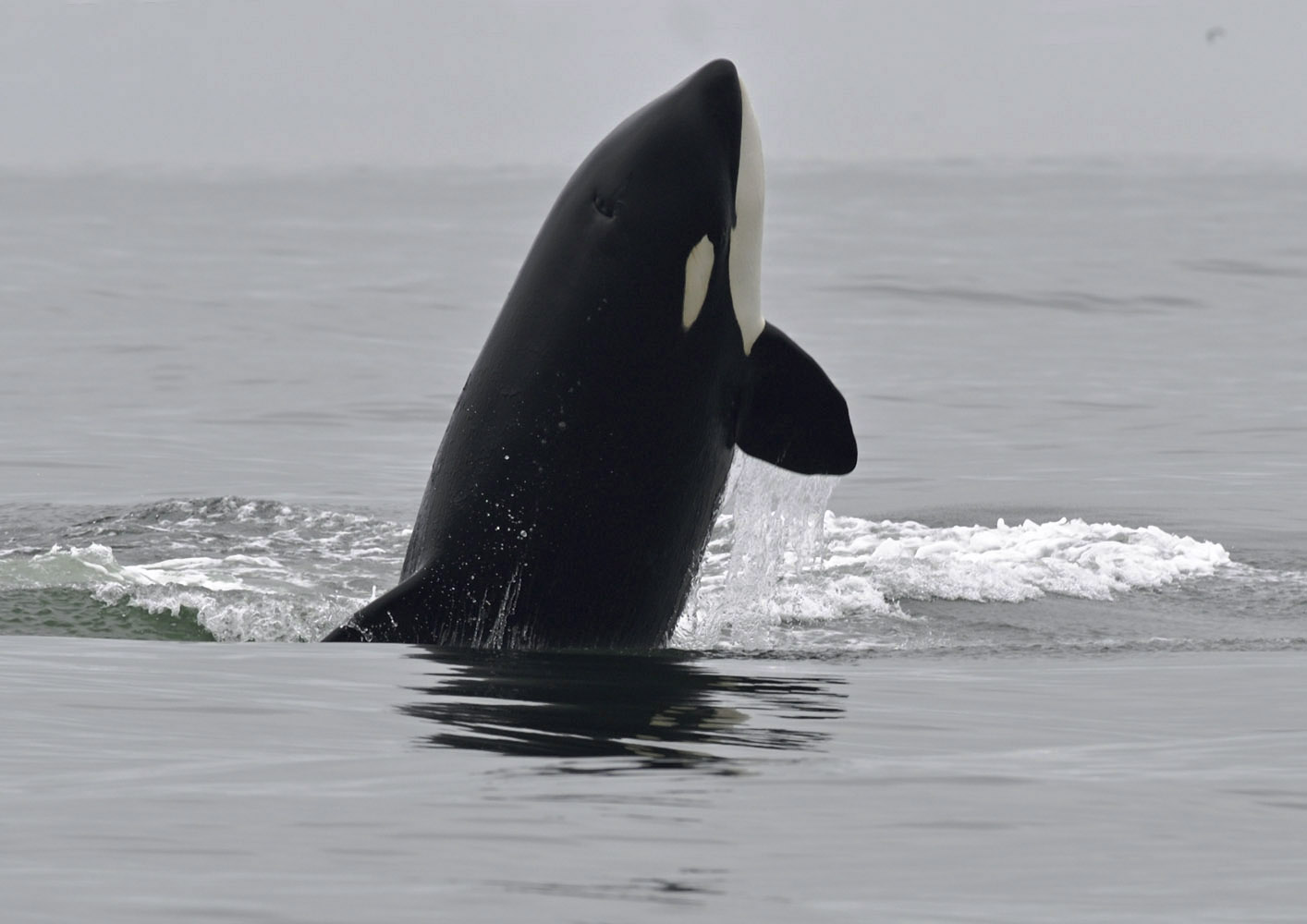 Orca bull breaching