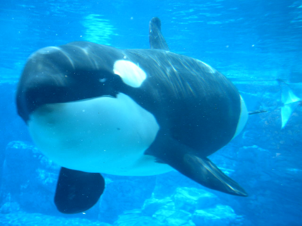 ORCA..close up!!