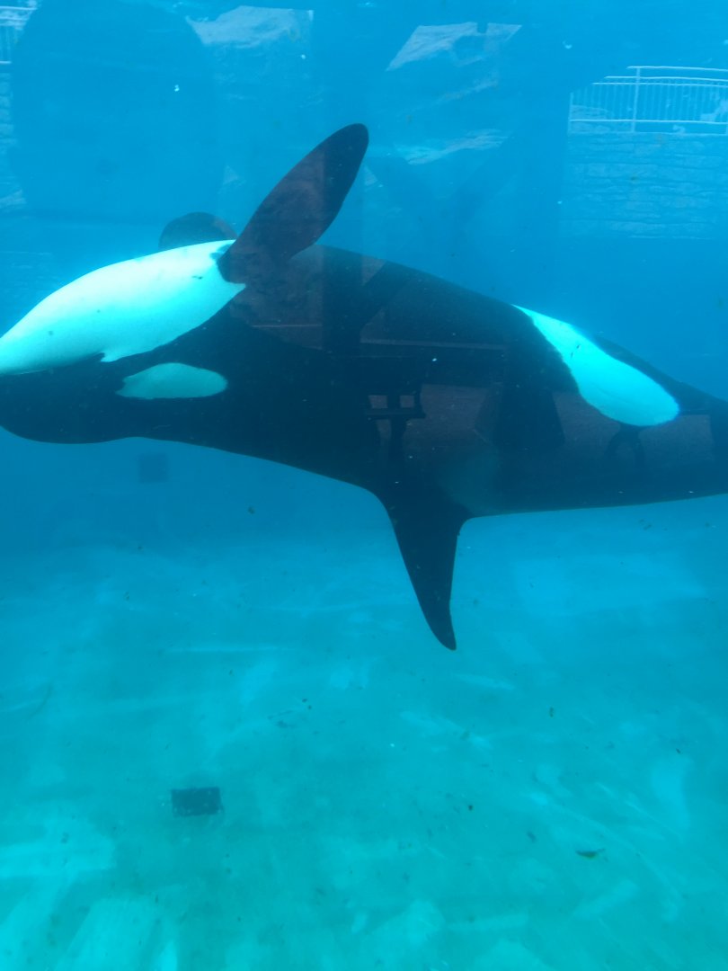Orca Corky 2019