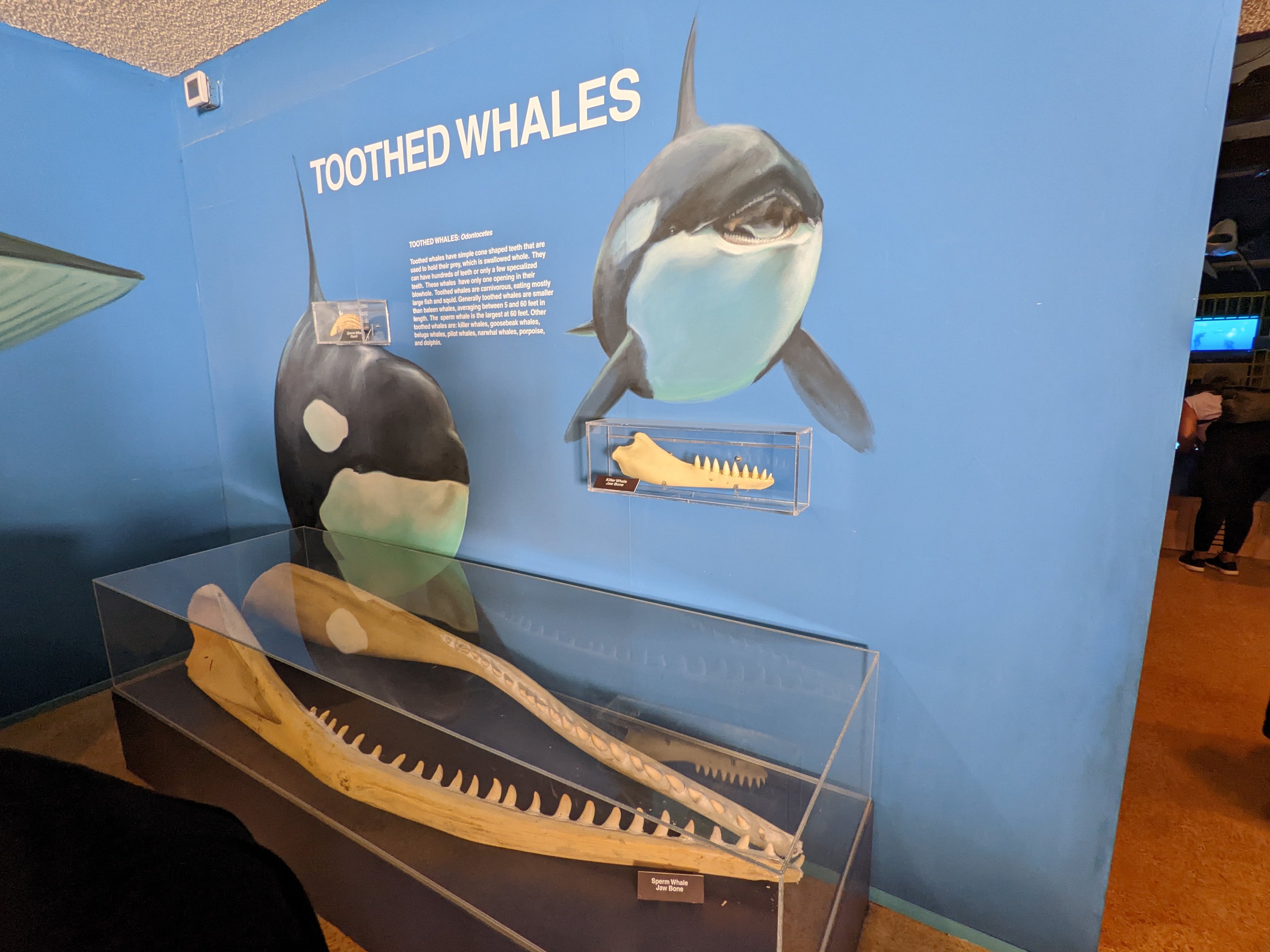Orca display