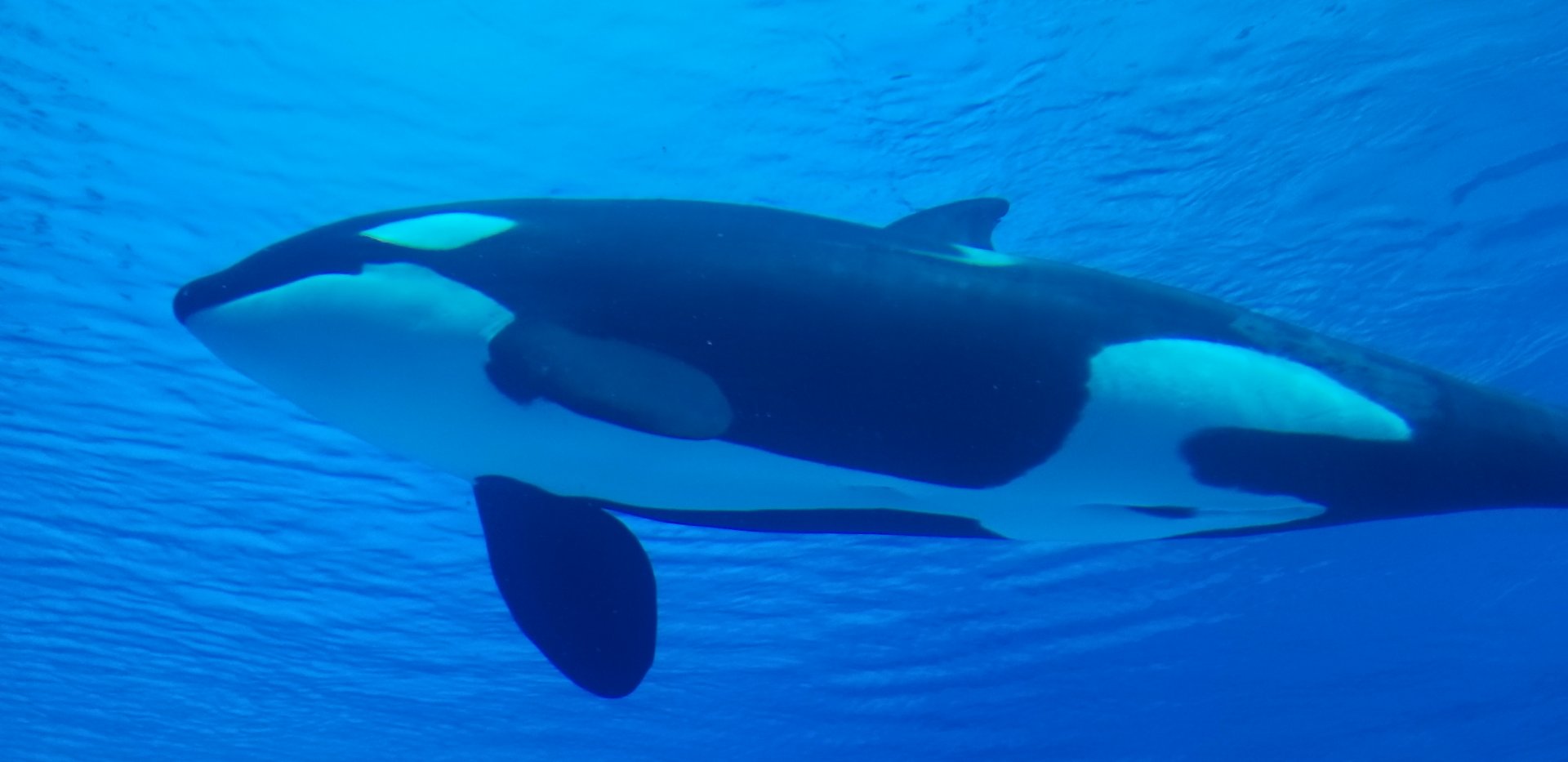 Orca in chimelong spaceship