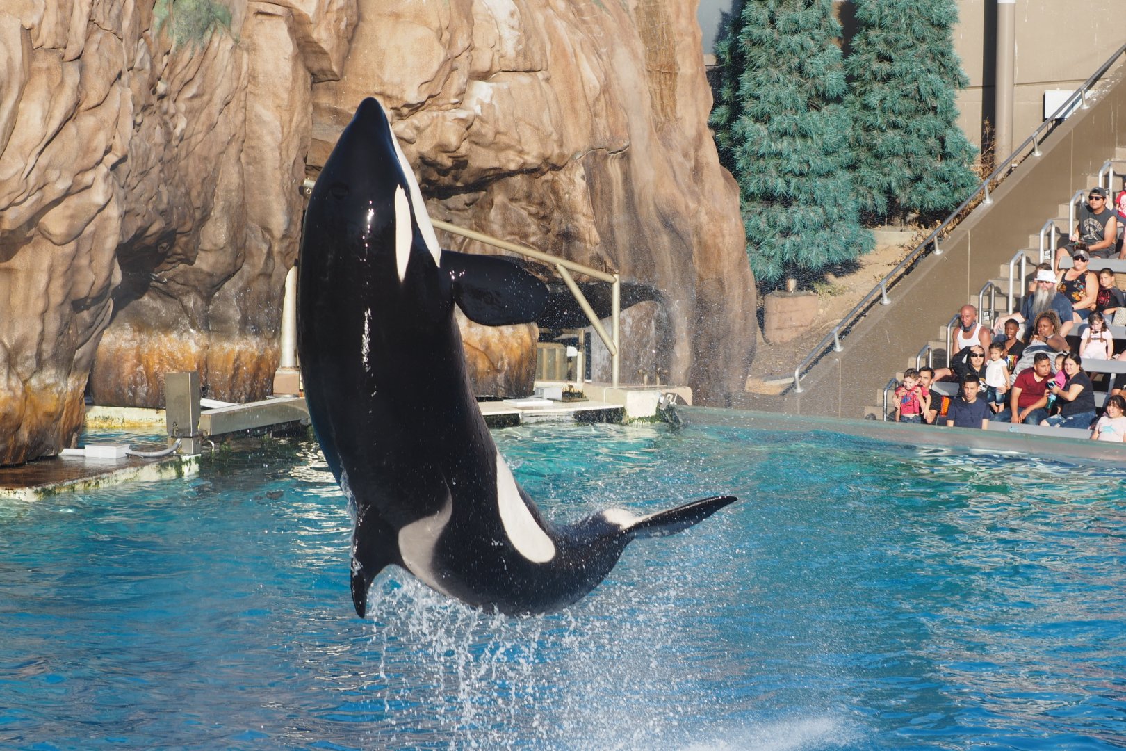 Orca jump 1