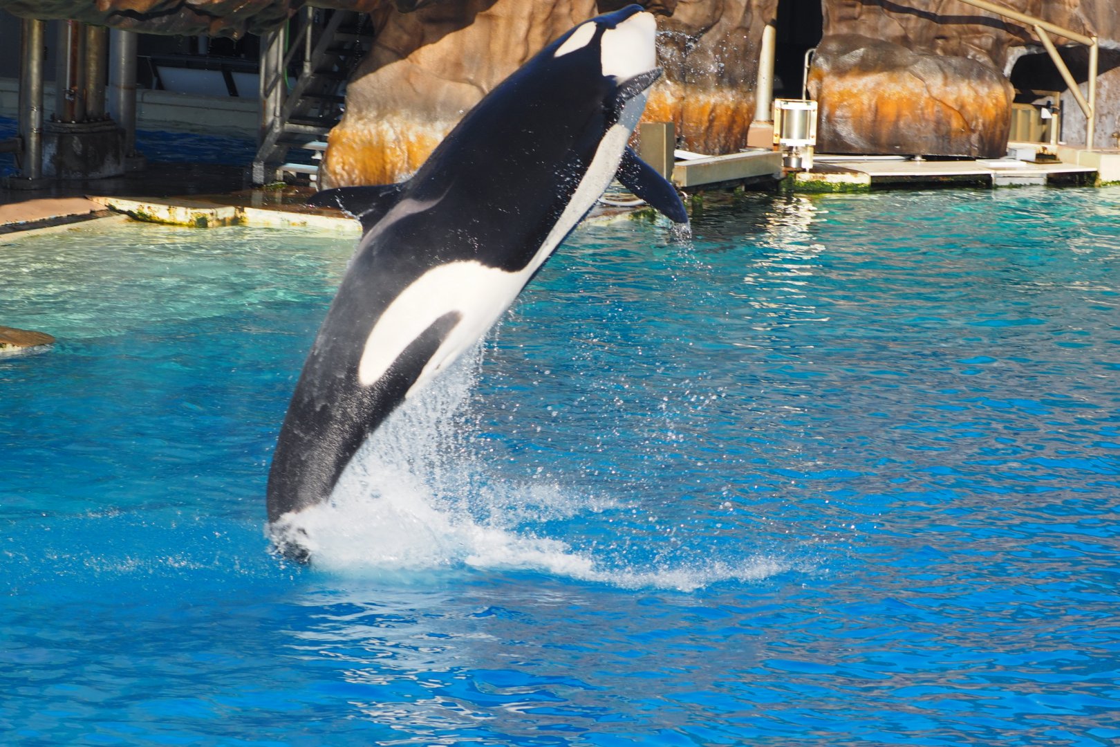 Orca jump 2