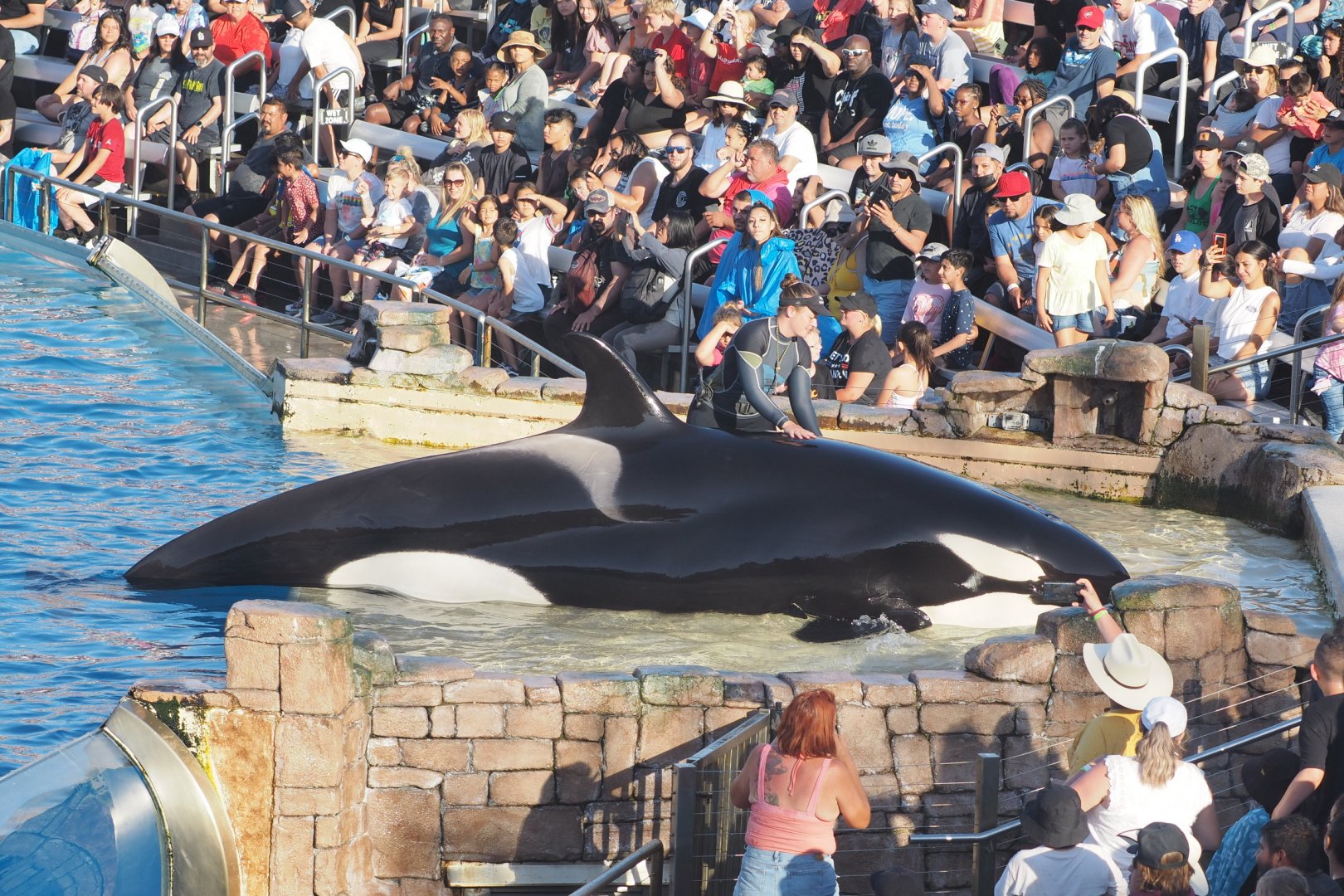 Orca "Kalia" demonstrating beaching behavior