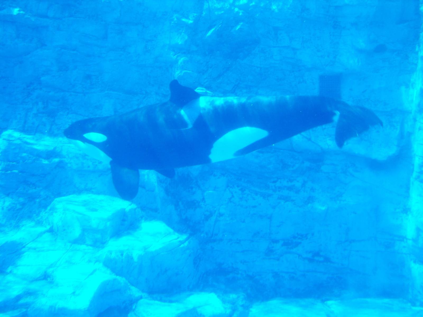 Orca/Killer Whale at seaworld Orlando