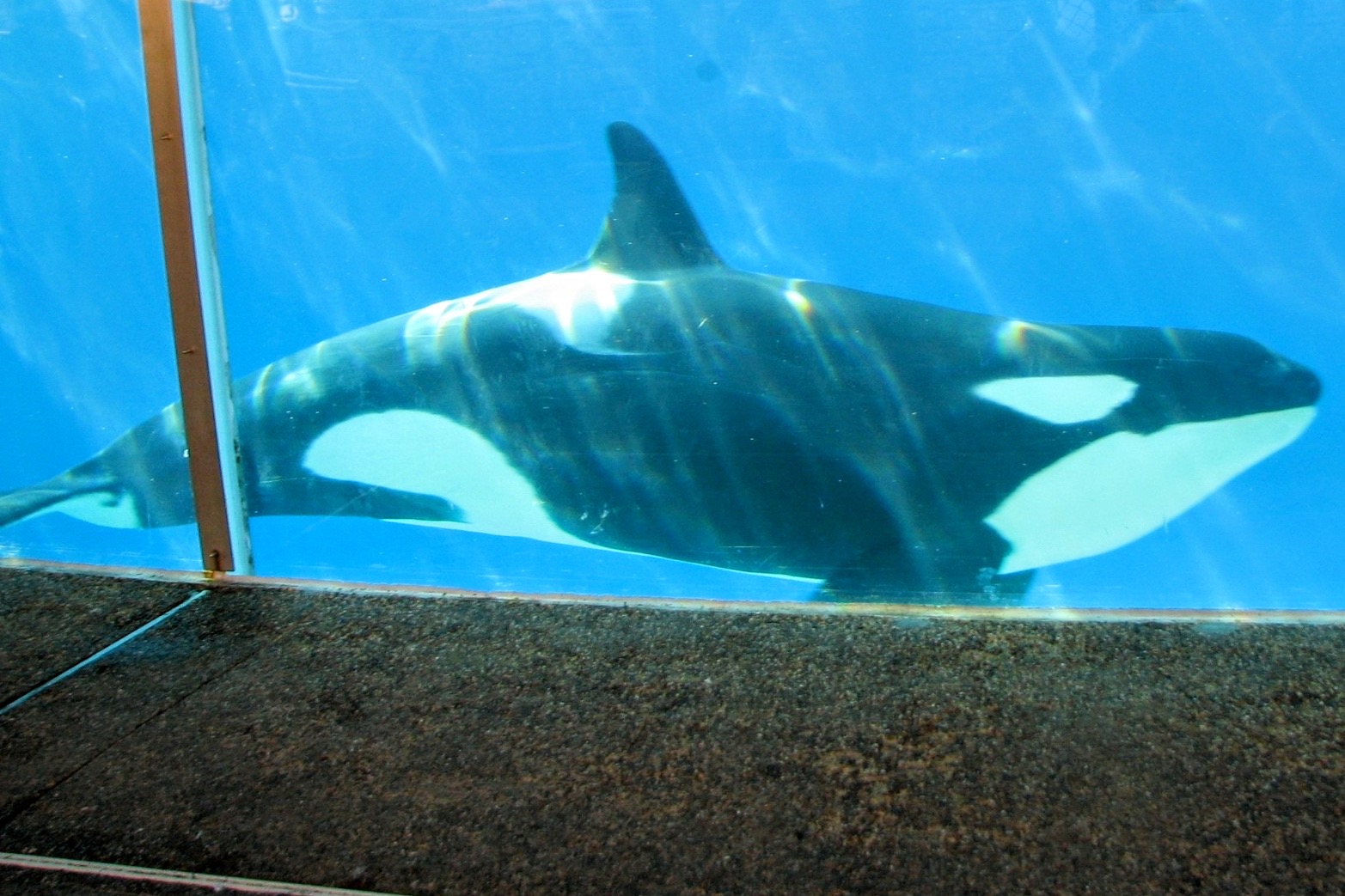 Orca - need help with ID