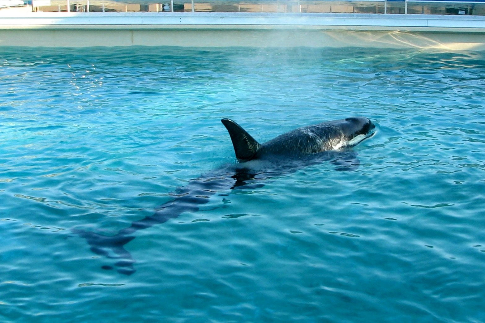 Orca - need help with ID