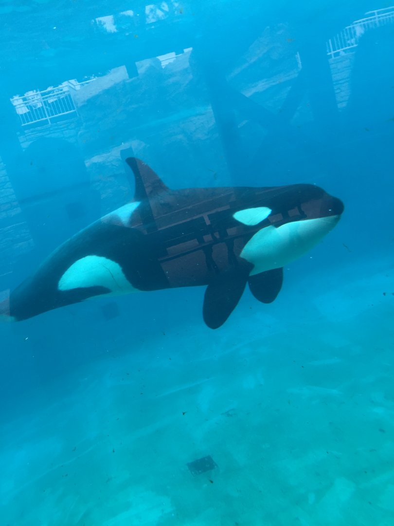Orca Orkid 2019
