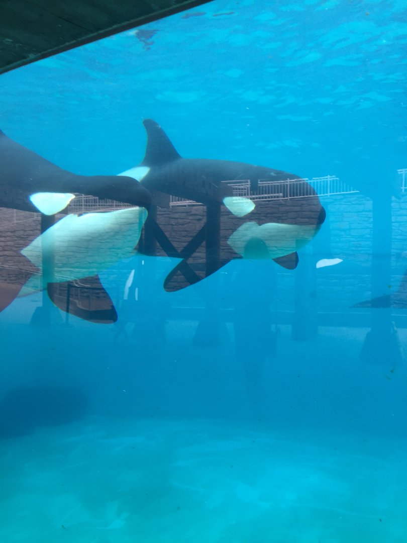 Orca Orkid and Makani  2019