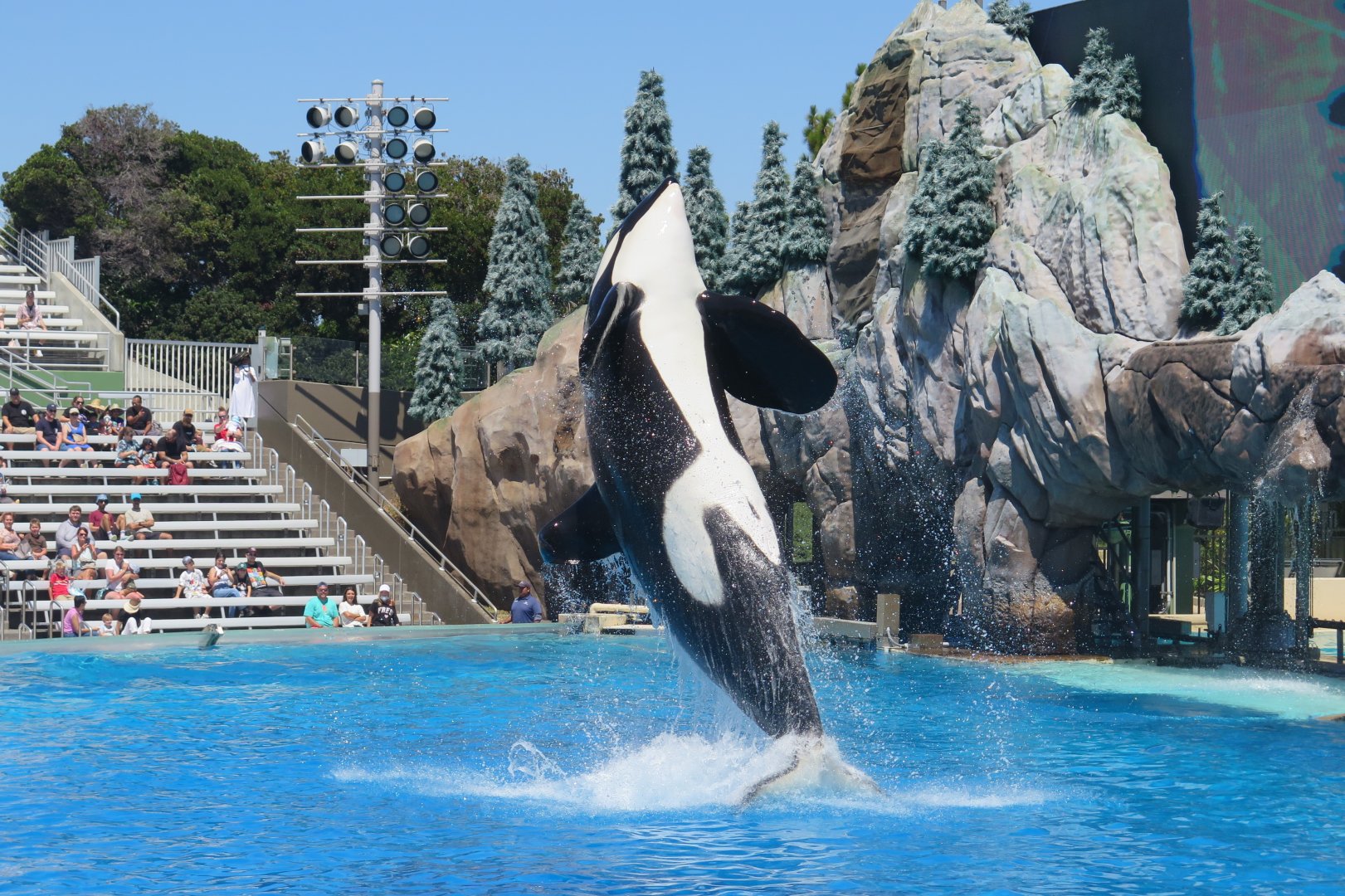 Orca Presentation(8/26/24)