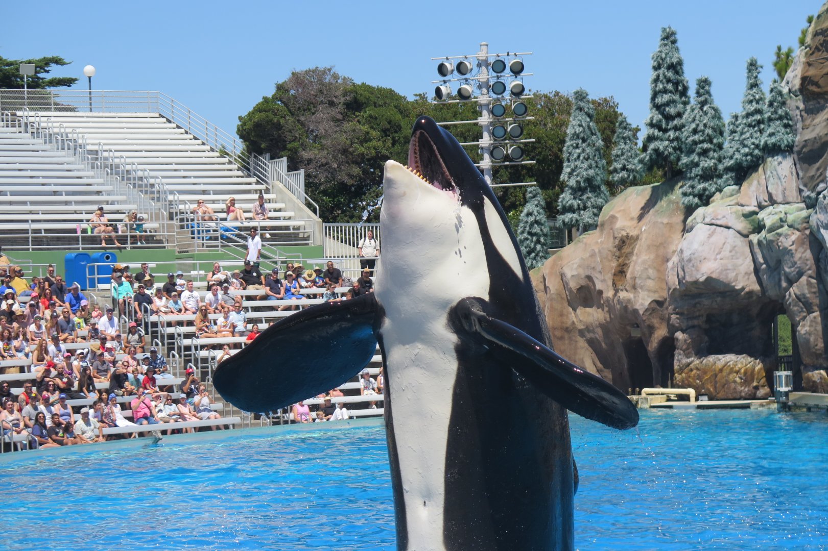 Orca Presentation(8/26/24)