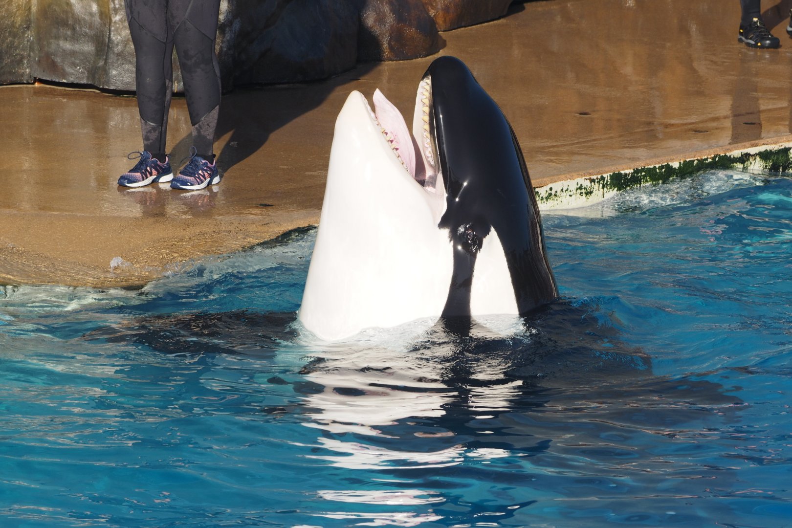 Orca ready for treat