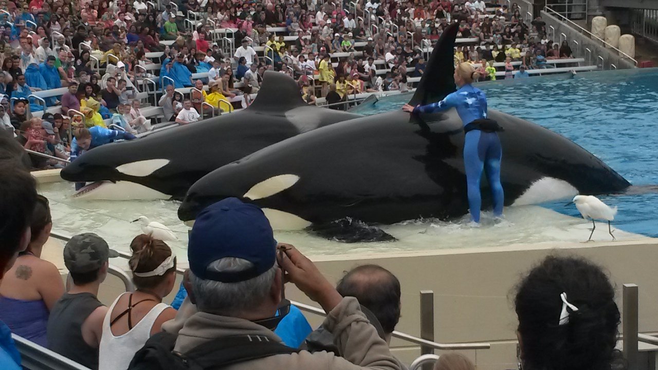 Orca show at Seaworld, San Diego, CA