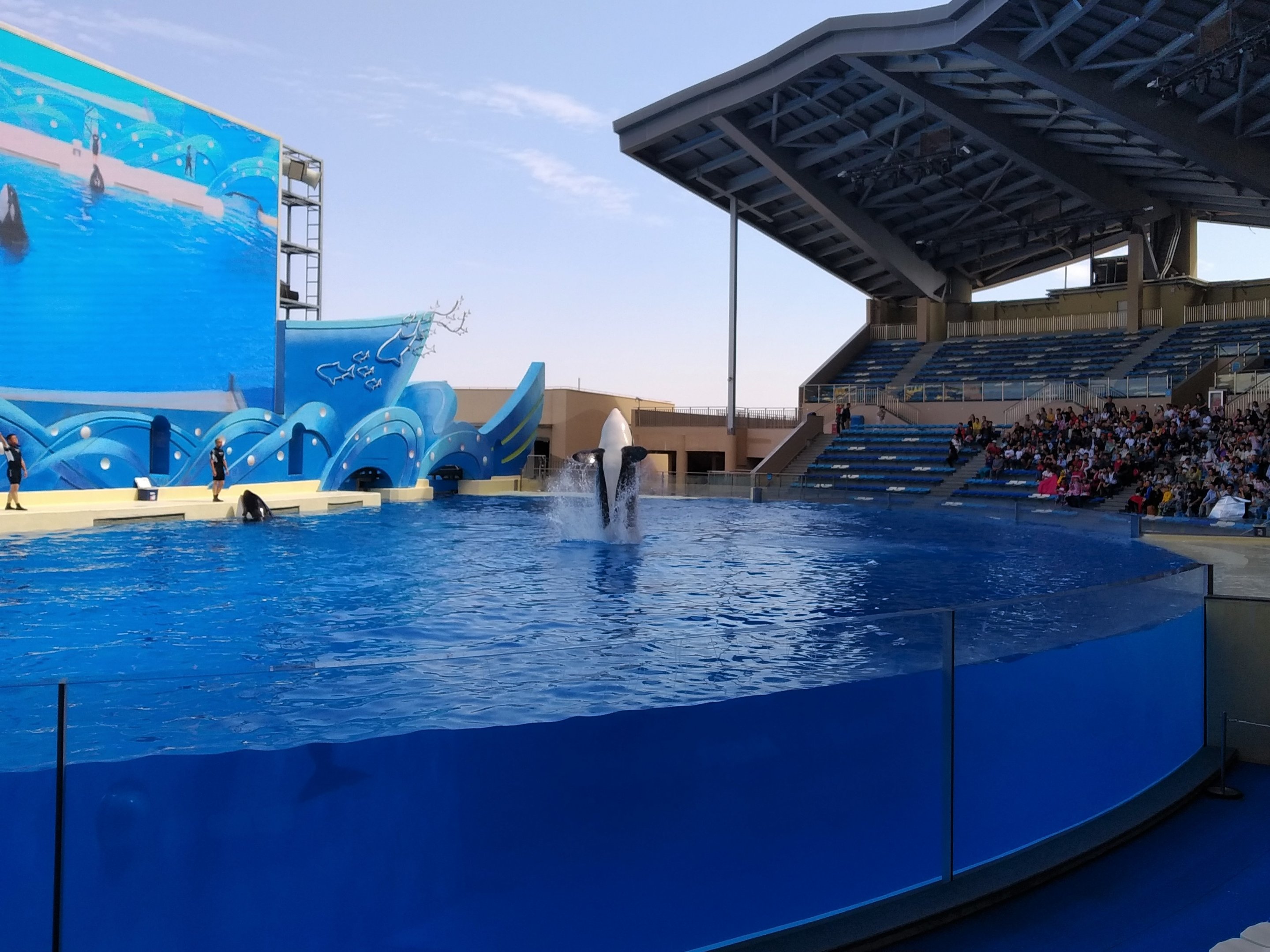 Orca Show - Back Flip