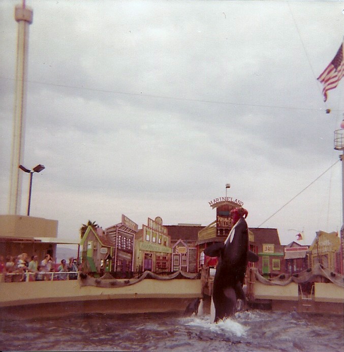 Orca Show - Marineland of the Pacific - January 1977 (Closed 1987)