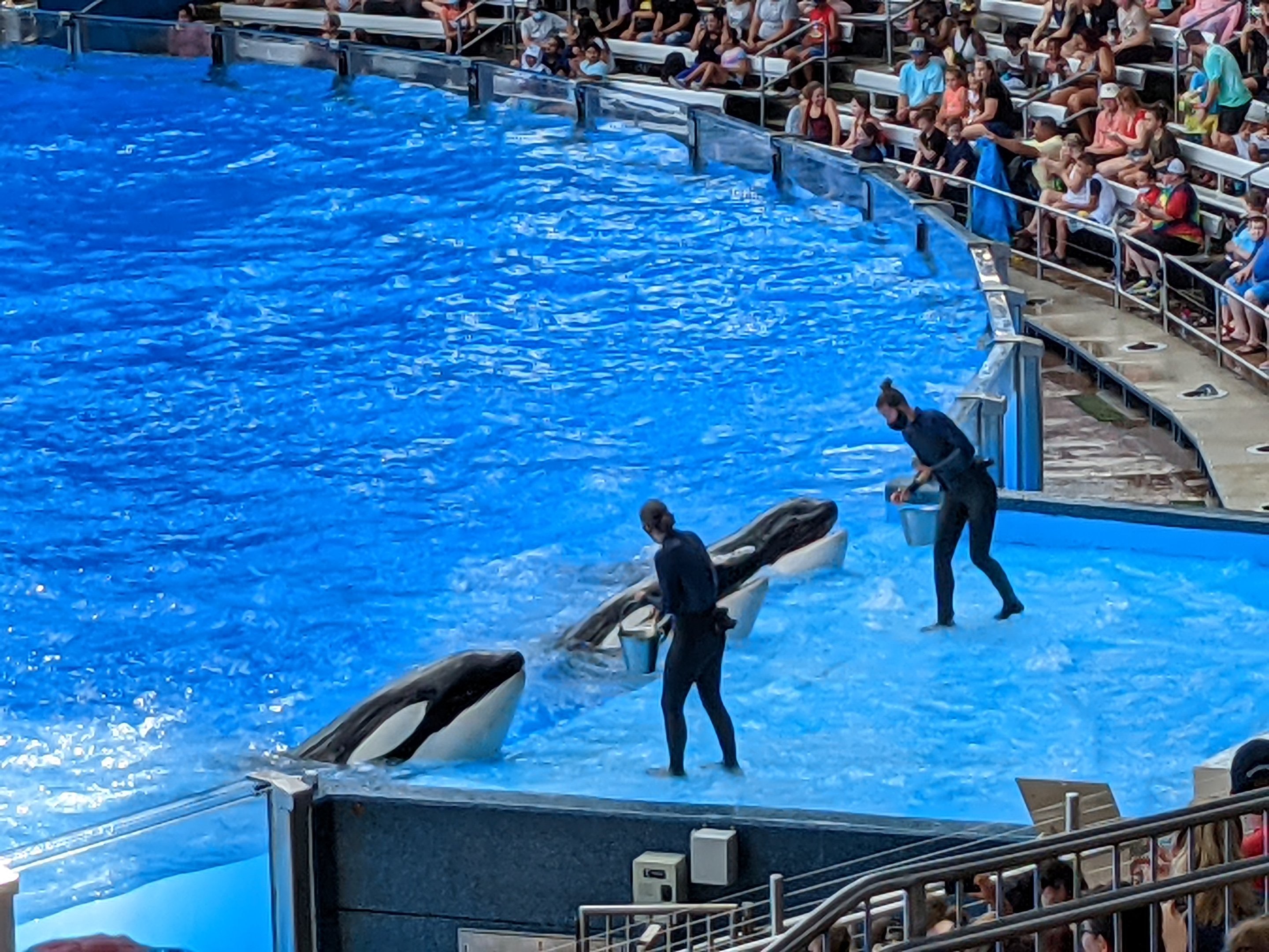 Orca Show - (October 10 2021)