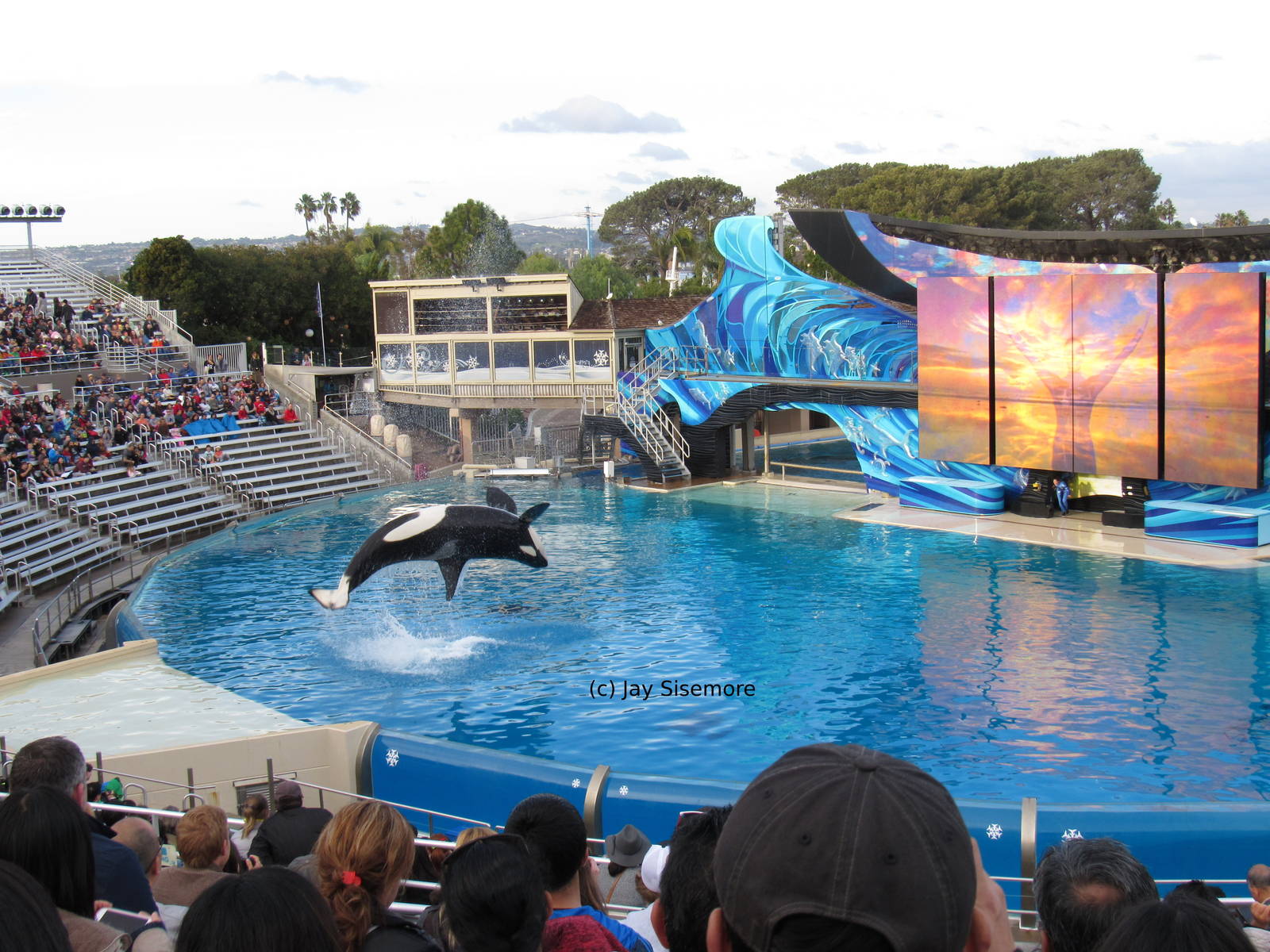 Orca Show