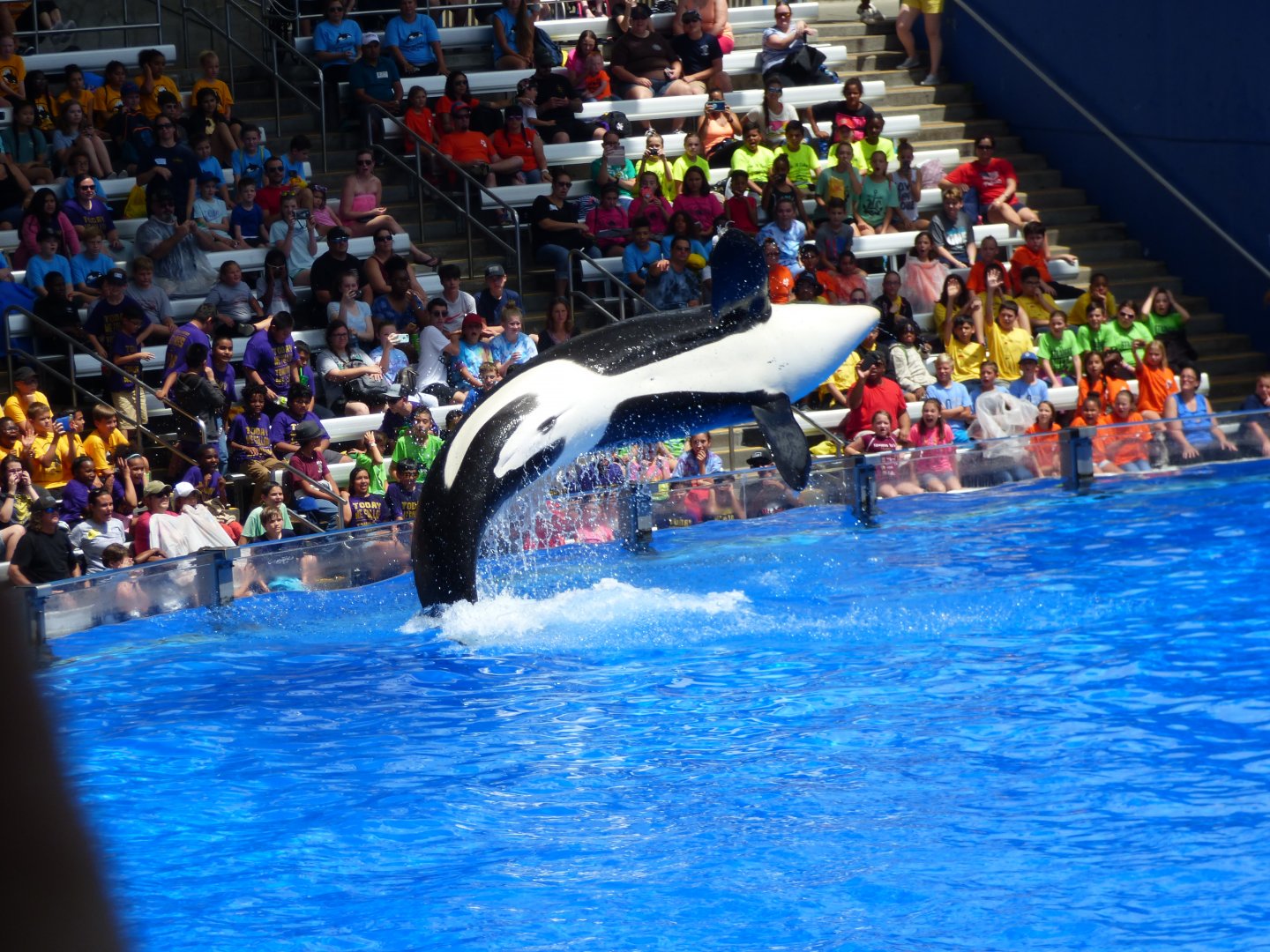 Orca Show