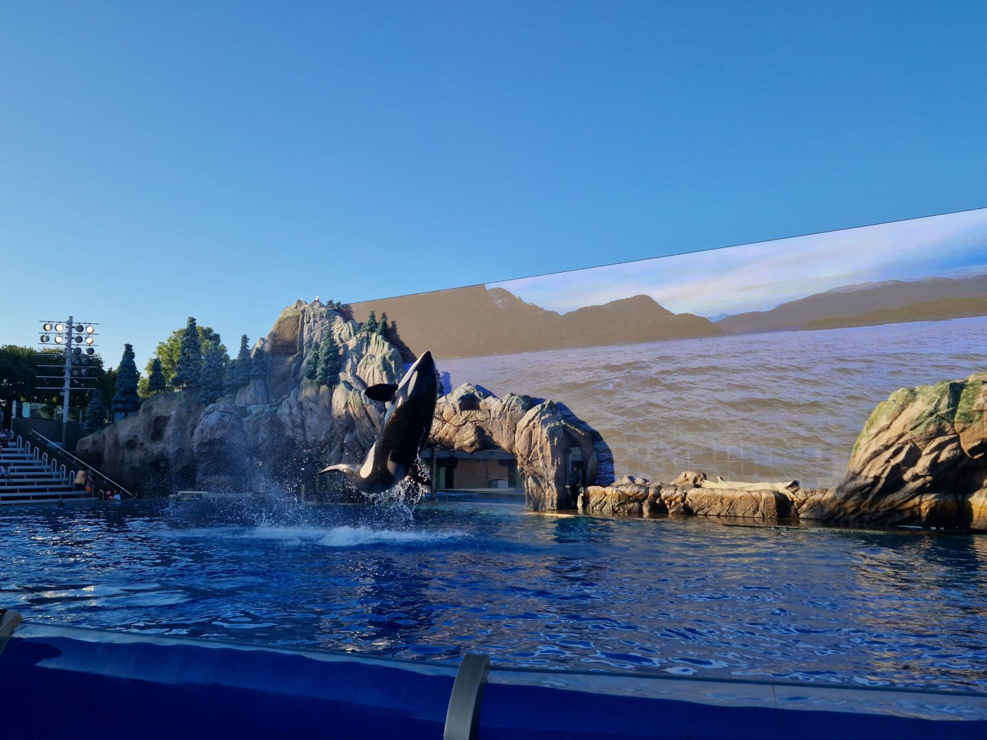 Orca show