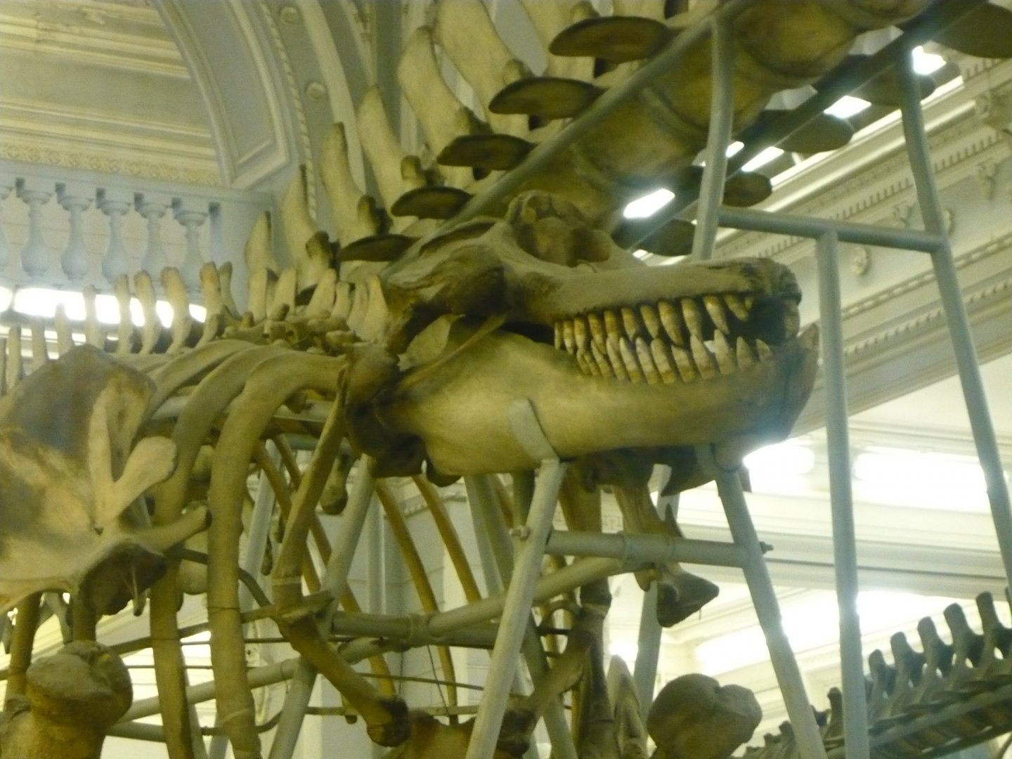 Orca skeleton