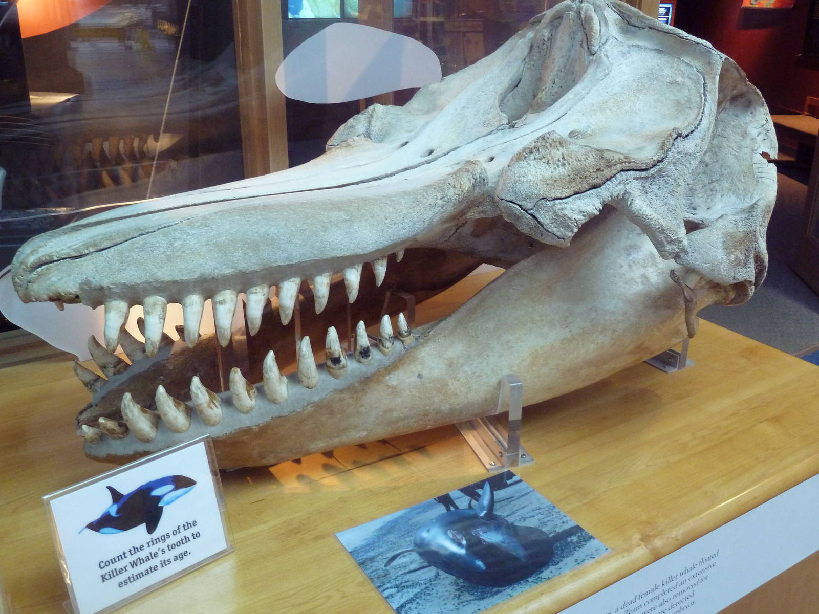 Orca Skull