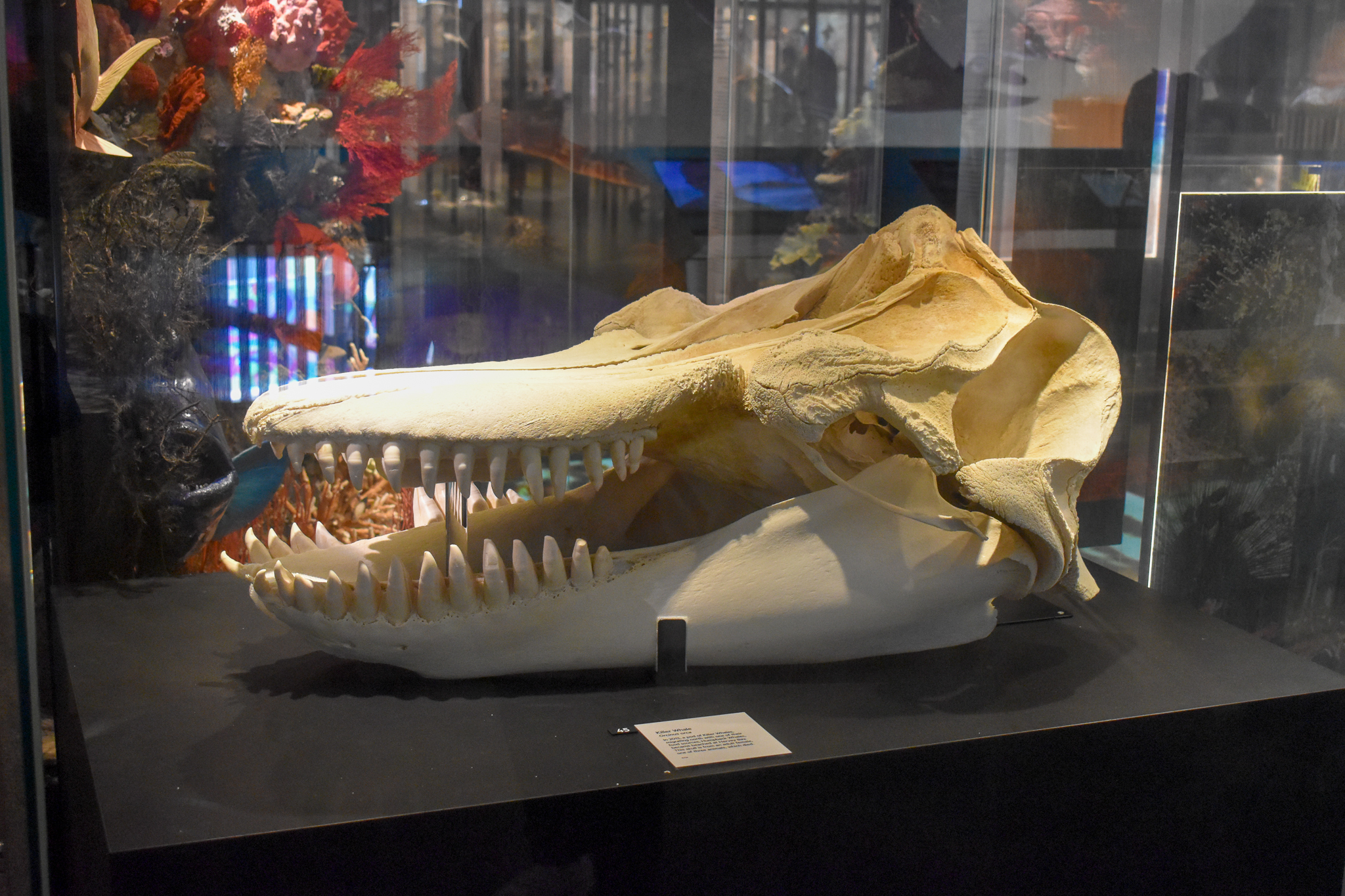 Orca Skull