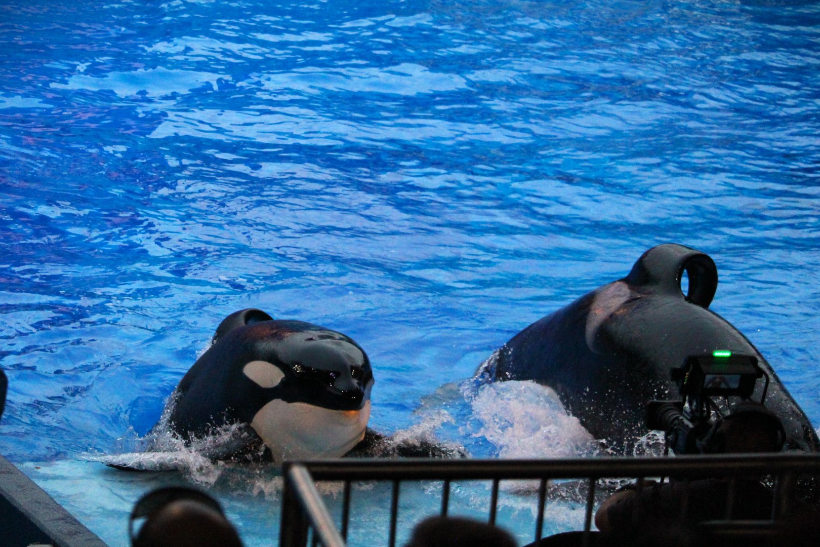 Orca Stadium - Orcas